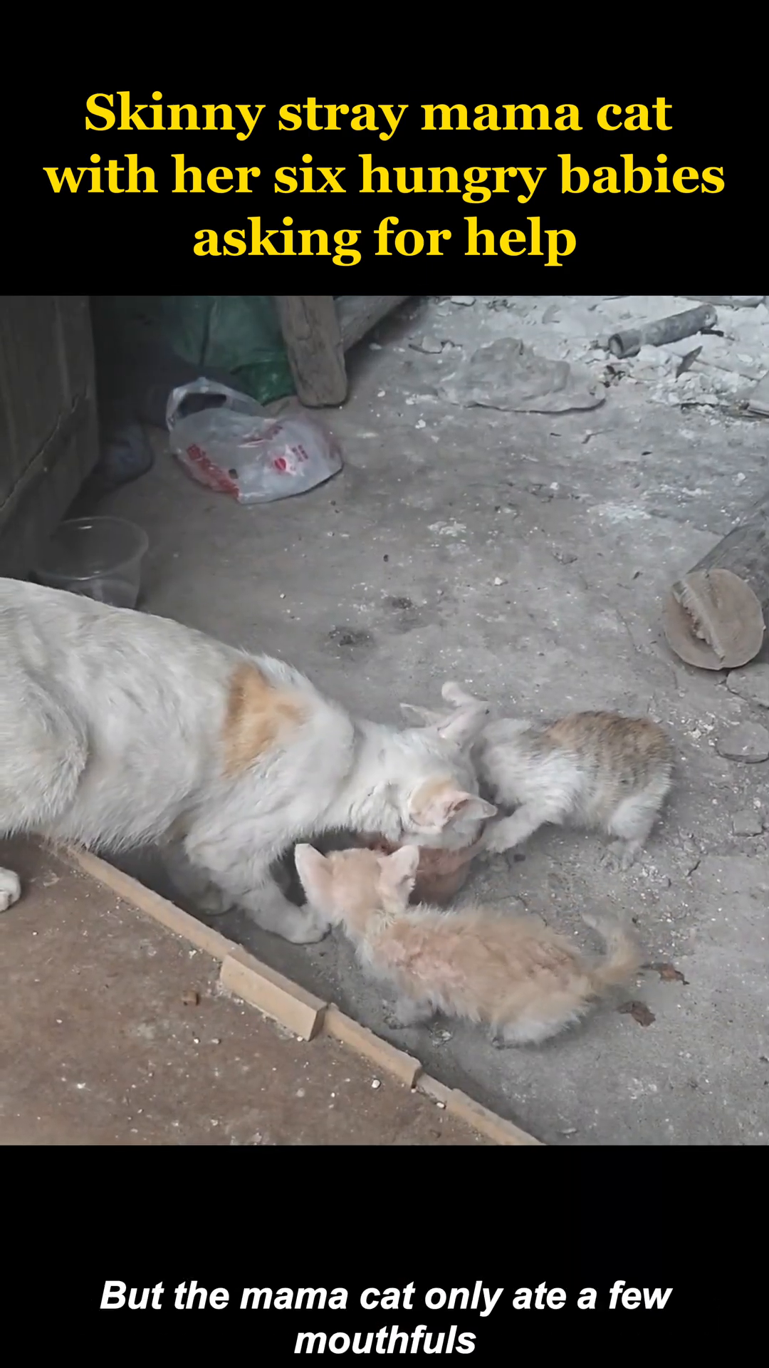 Kittens are gathered around a plate of food, eagerly eating, while the mother cat watches them, having eaten only a small amount.