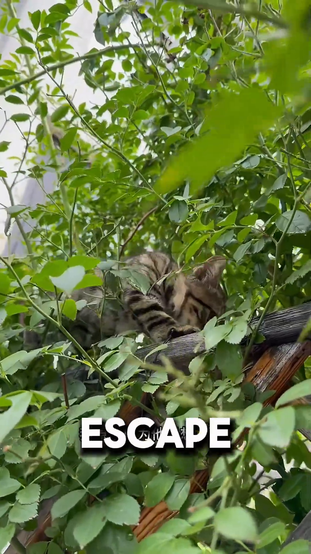 A black cat and a tabby cat are sitting close together on a fence, surrounded by foliage.