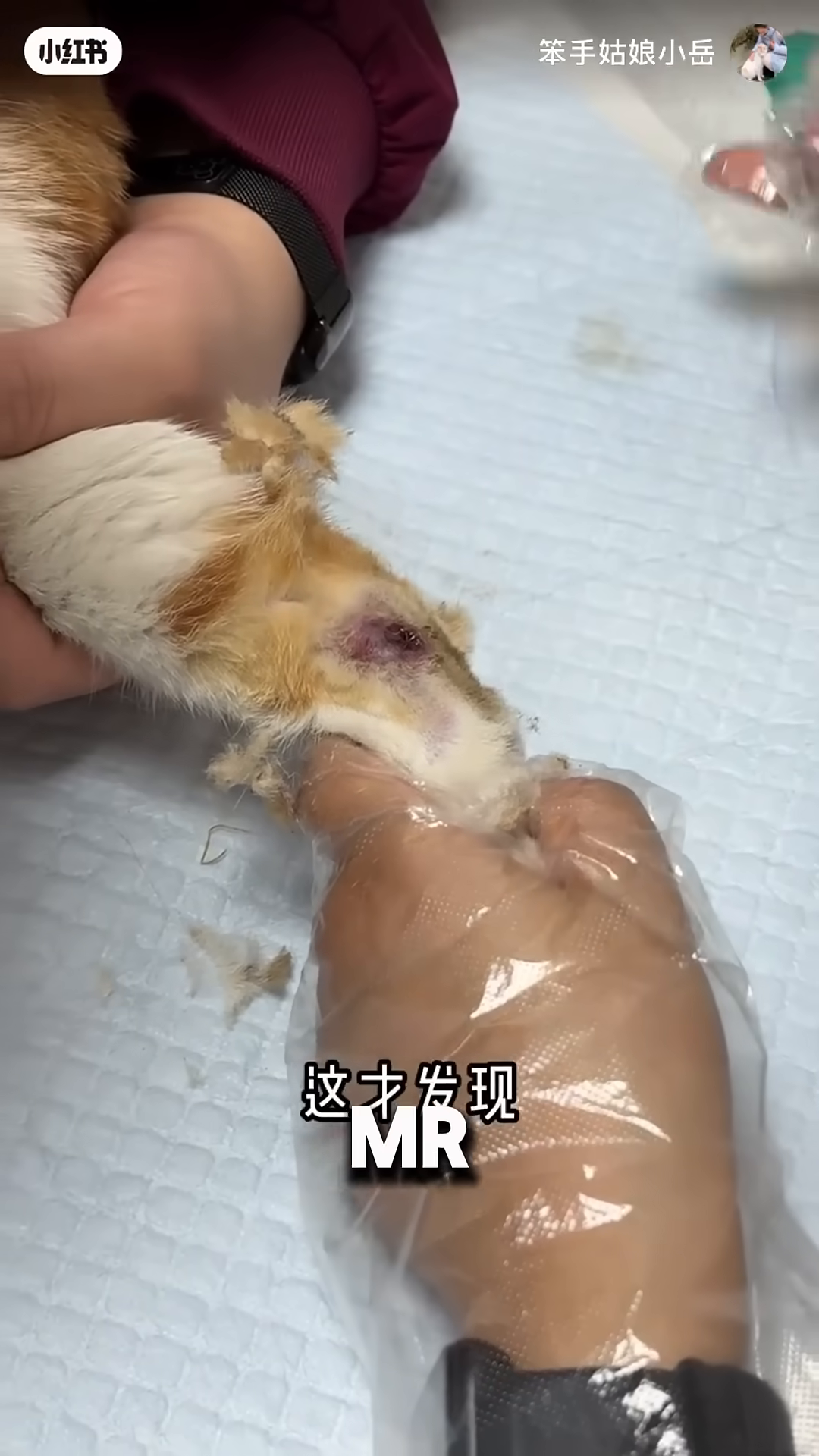 A veterinarian examines Mr. Toast's injured leg.