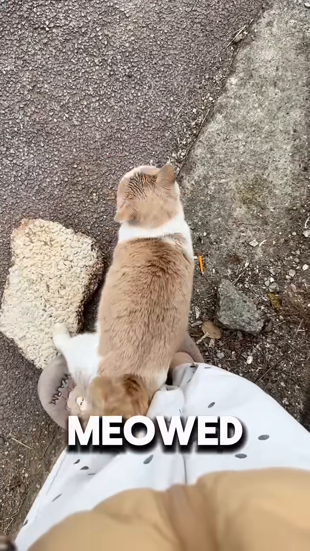 A person's hand is offering a pink cat treat to a ginger and white cat through a fence.