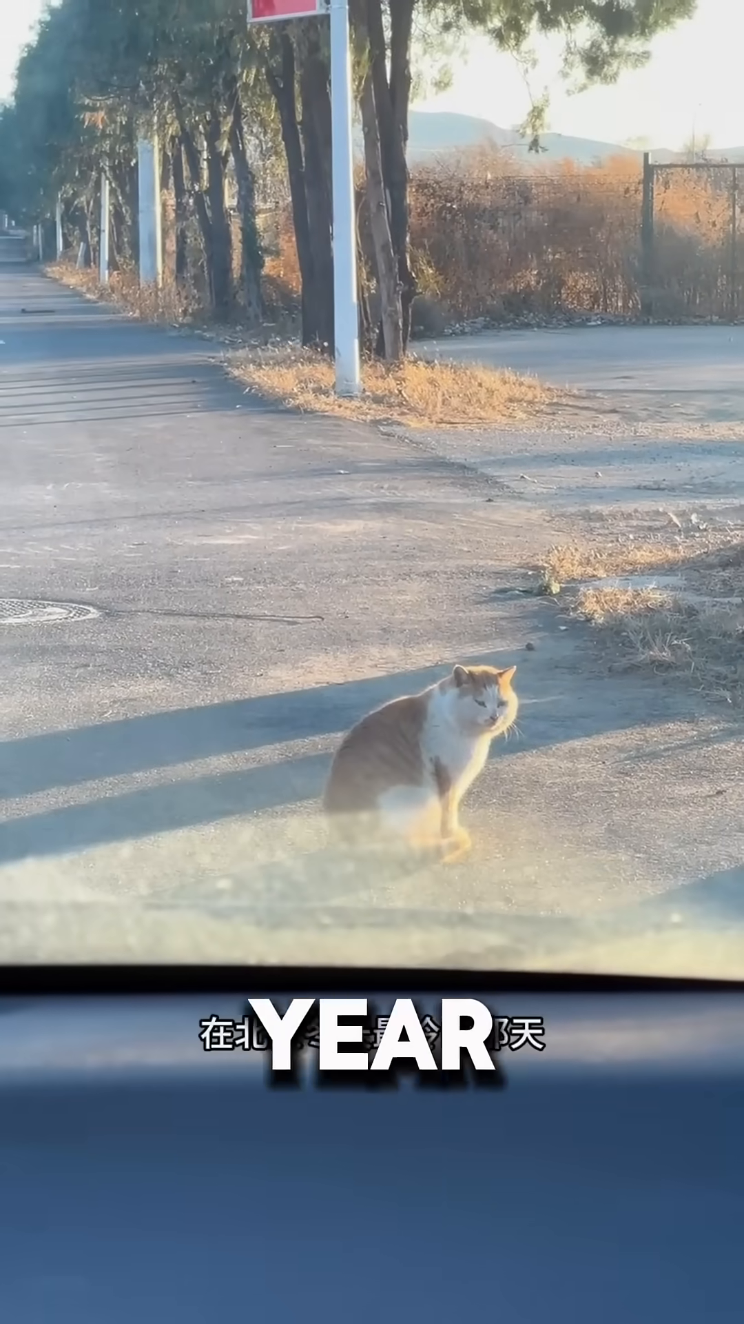 An orange and white cat sits on an asphalt road in front of a car's windshield, looking towards the camera.