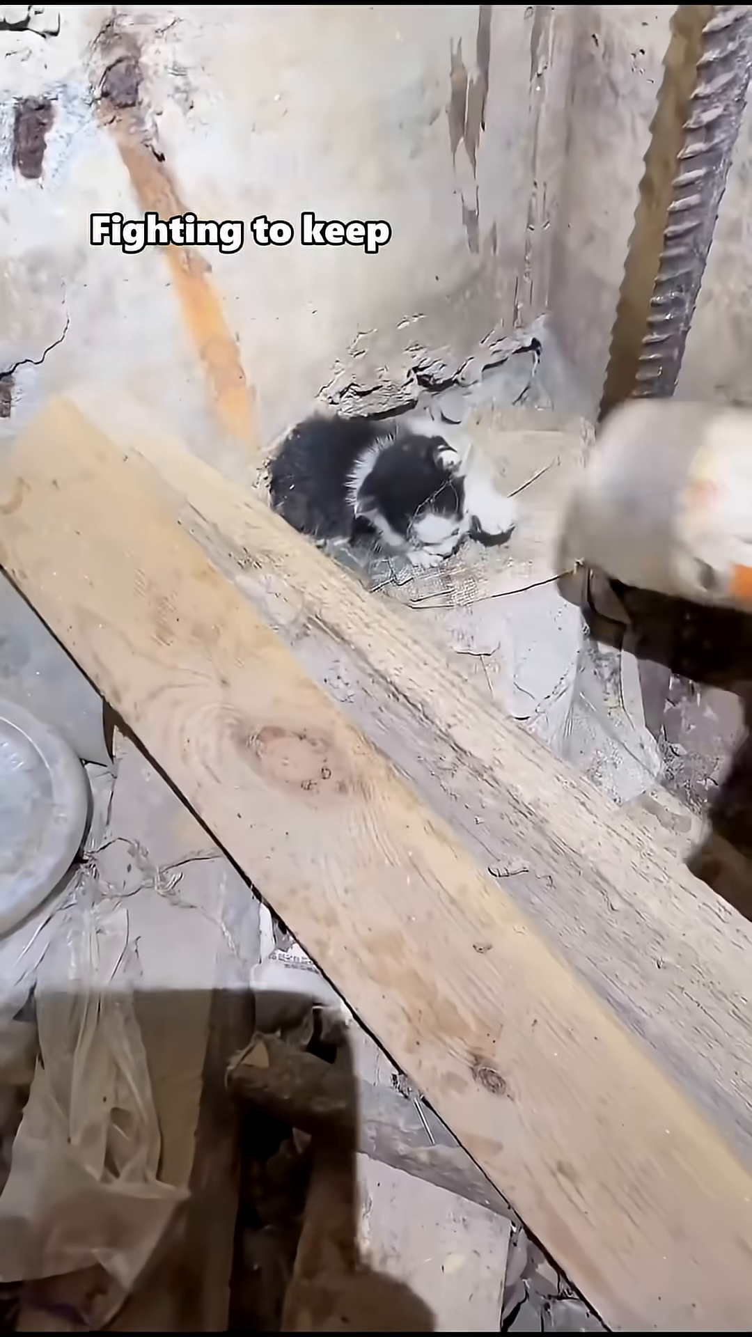 A rescuer performing CPR on a tiny, unresponsive kitten.