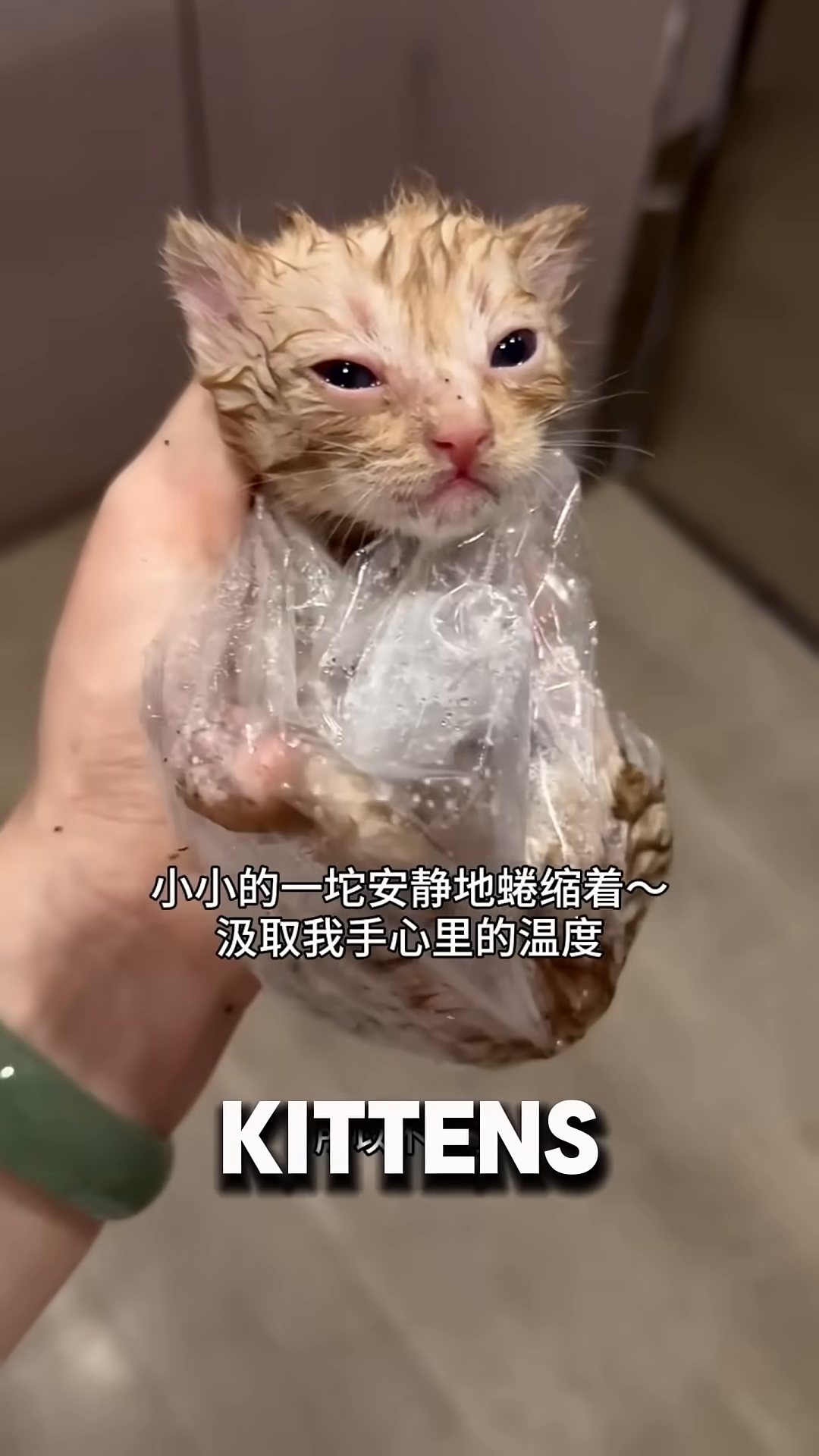 A tiny orange kitten is being fed milk from a syringe by a person's hand.