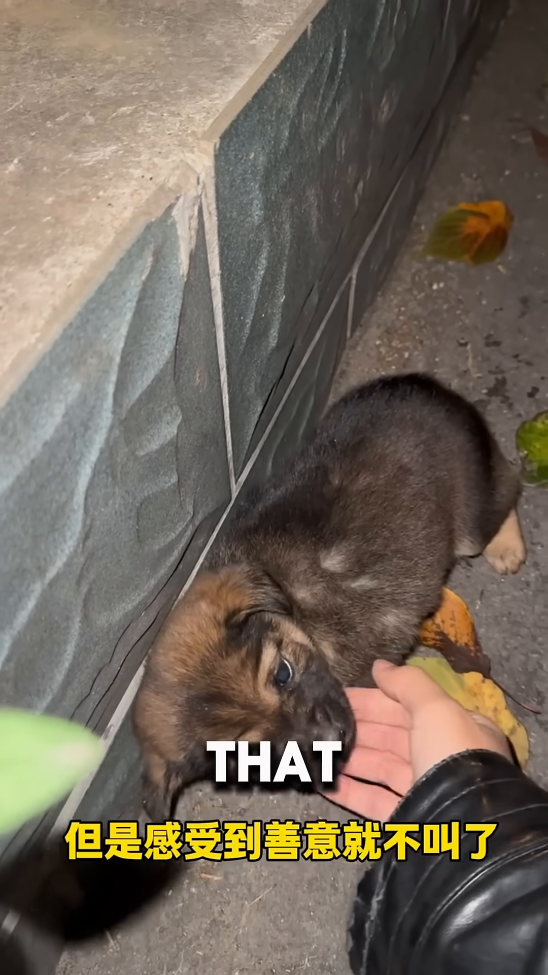 The puppy recoiling and crying as a hand attempts to pet it.