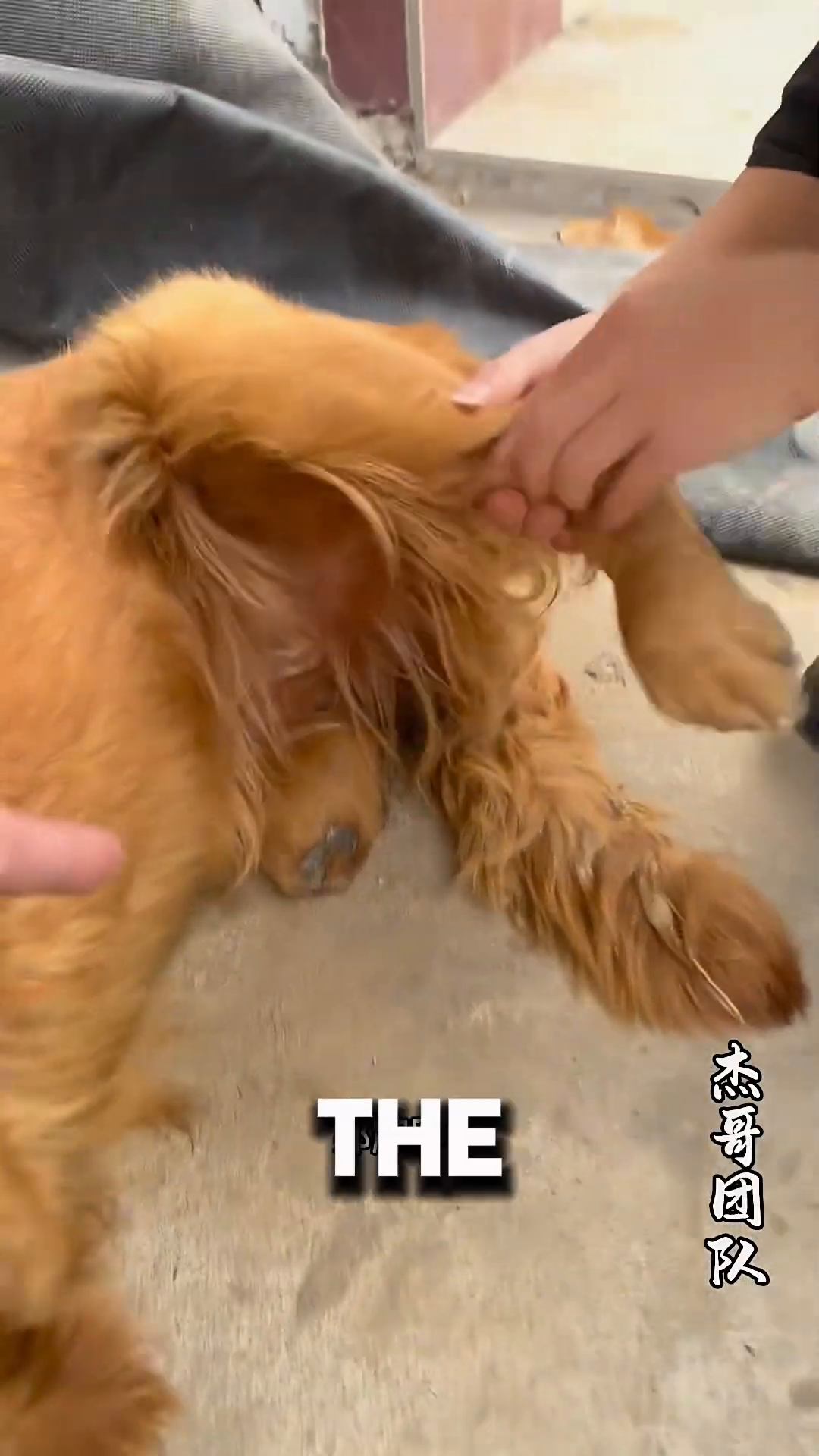 Close-up of the dog's hind leg, showing the absence of a foot.