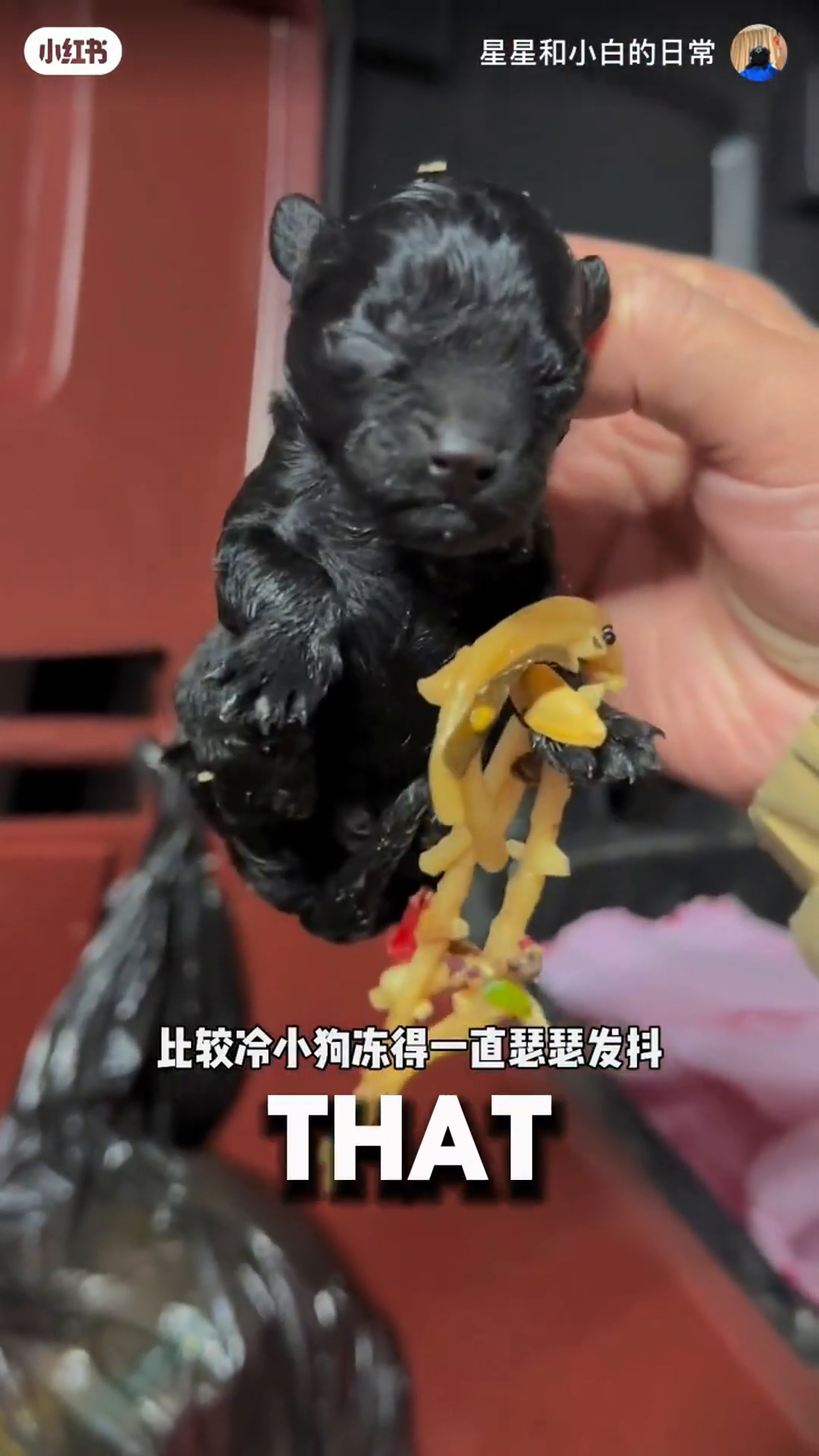 The man gently picks up the black puppy from the trash.