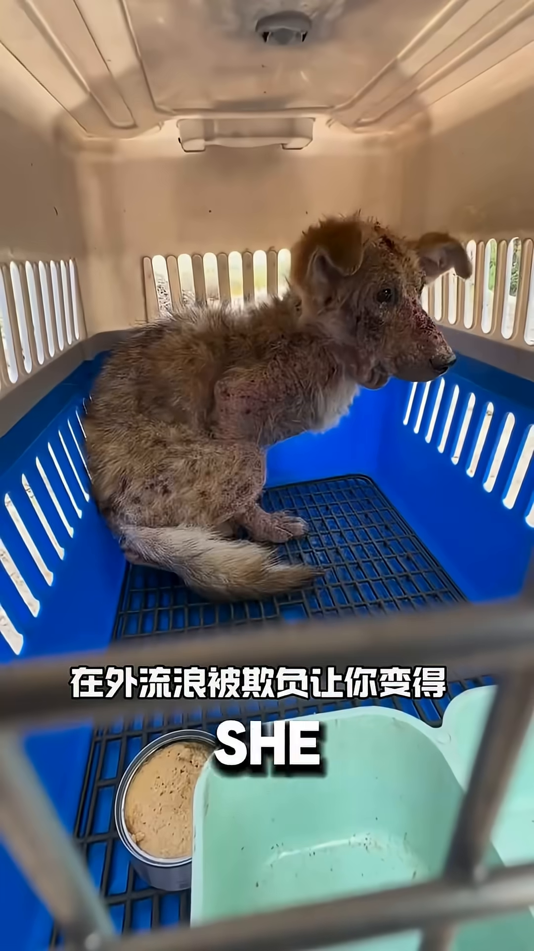 A dog is inside a carrier cage, looking scared.