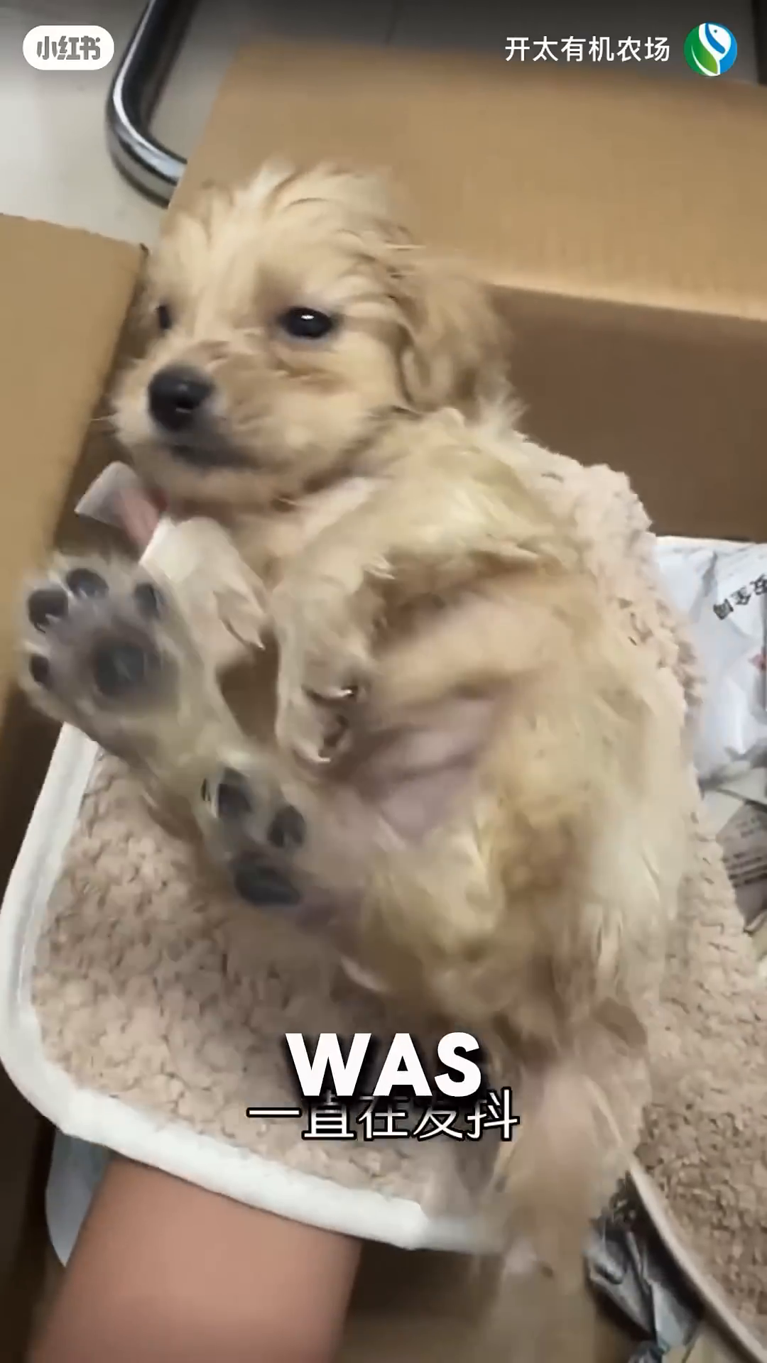 The woman is holding the wet puppy, cradling it gently.