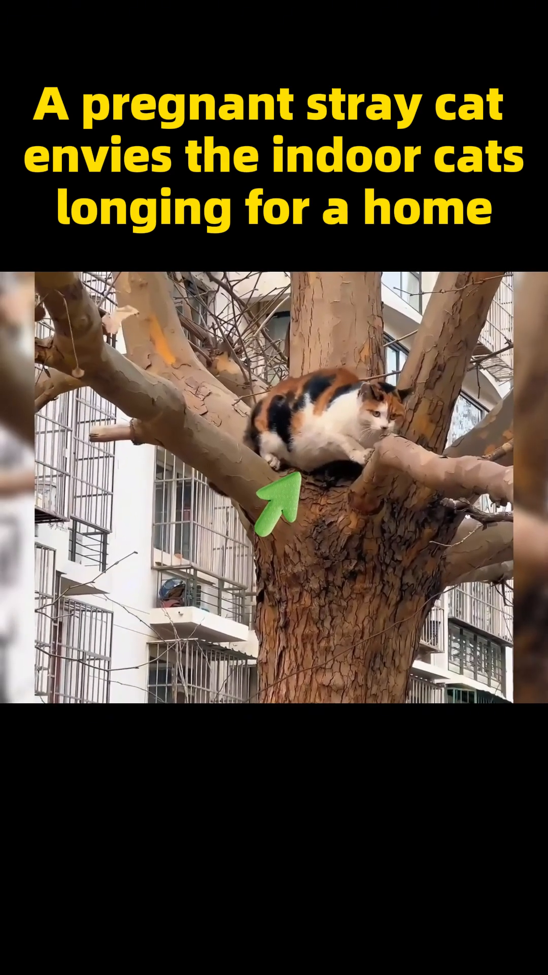 The calico cat is perched on a thick branch of a tree, looking alert.