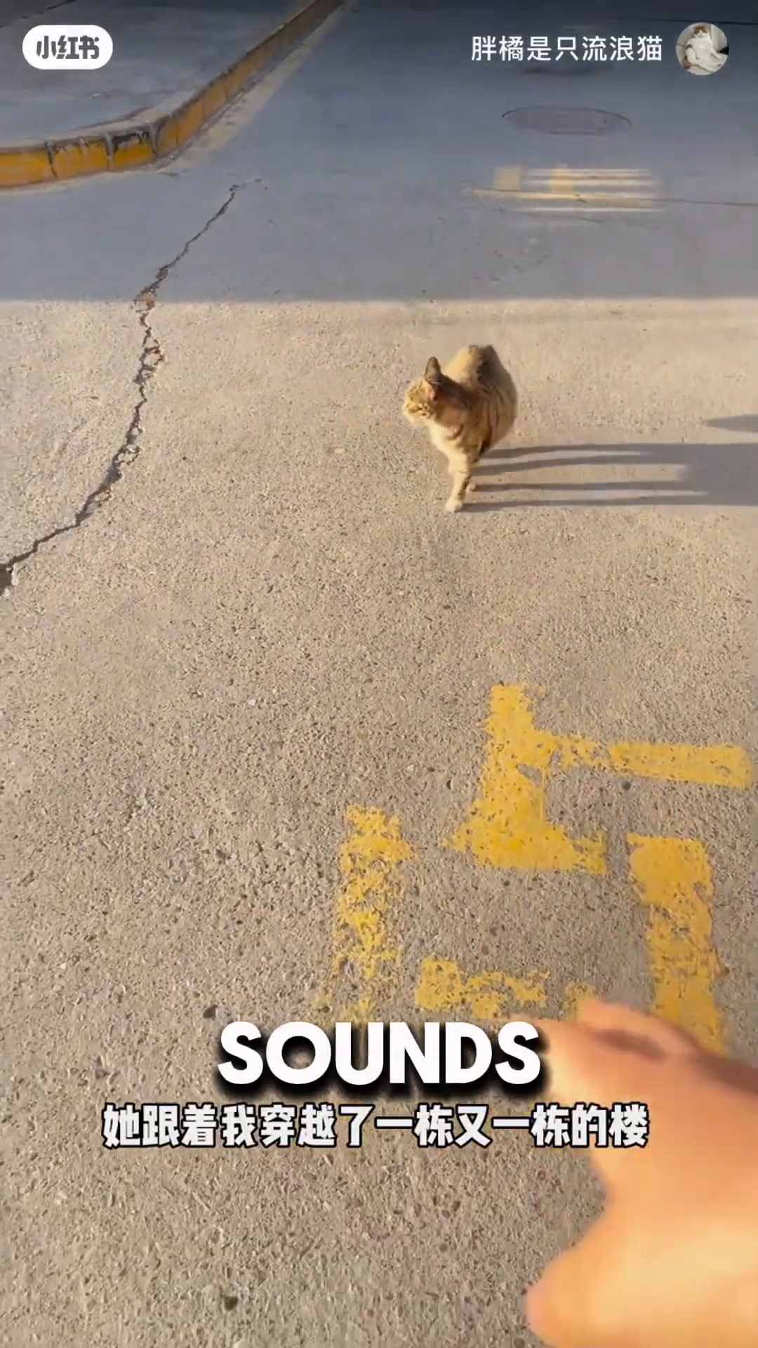 A close-up of a cat's paws as it runs near a car.