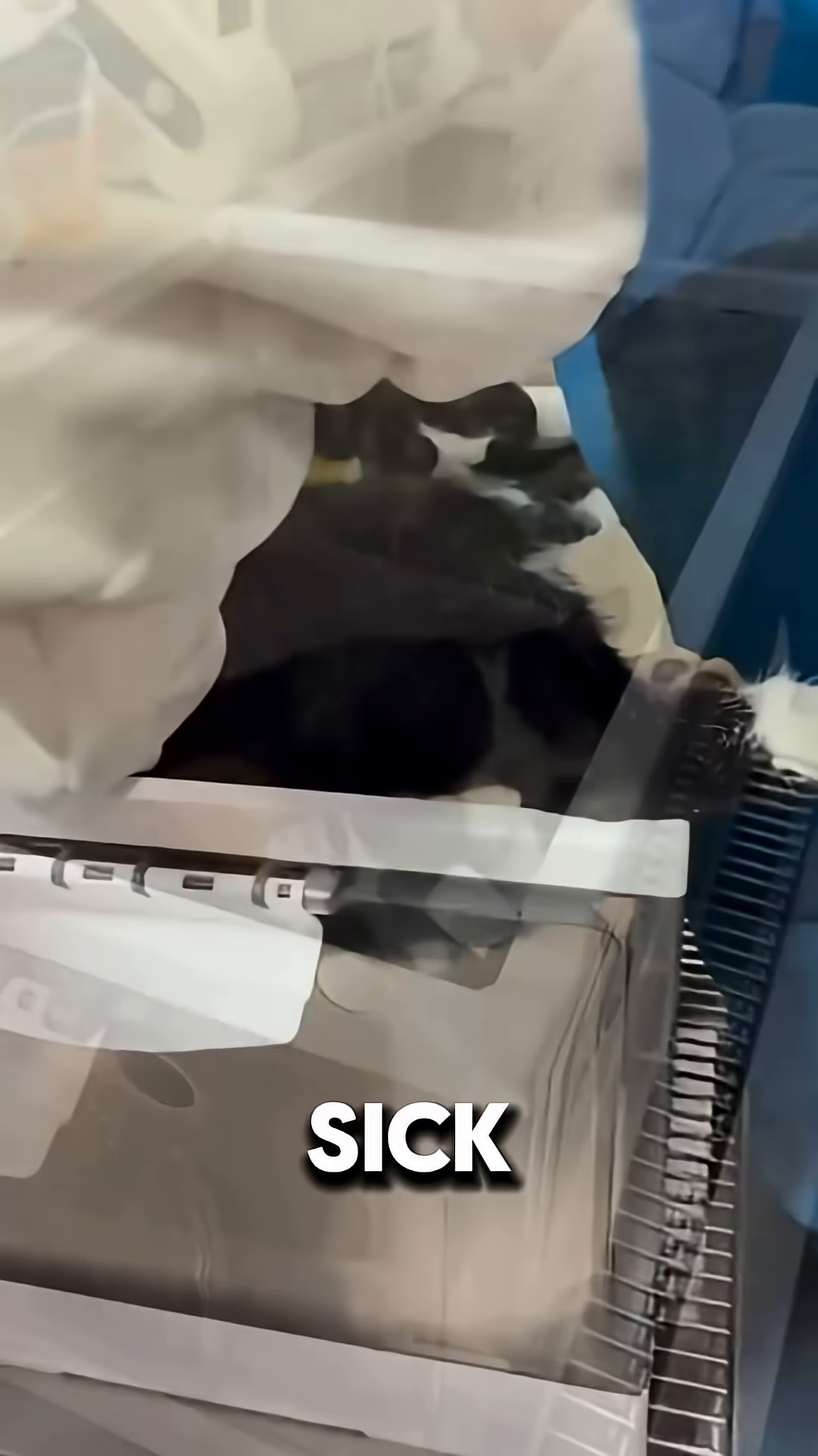 A sick black and white cat lies in a veterinary incubator, with bandages on its leg.