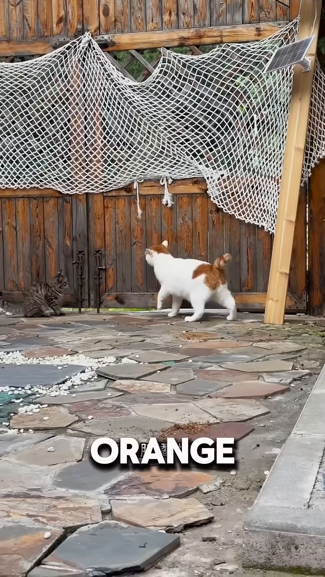 A white and orange cat walks away from a tabby kitten.