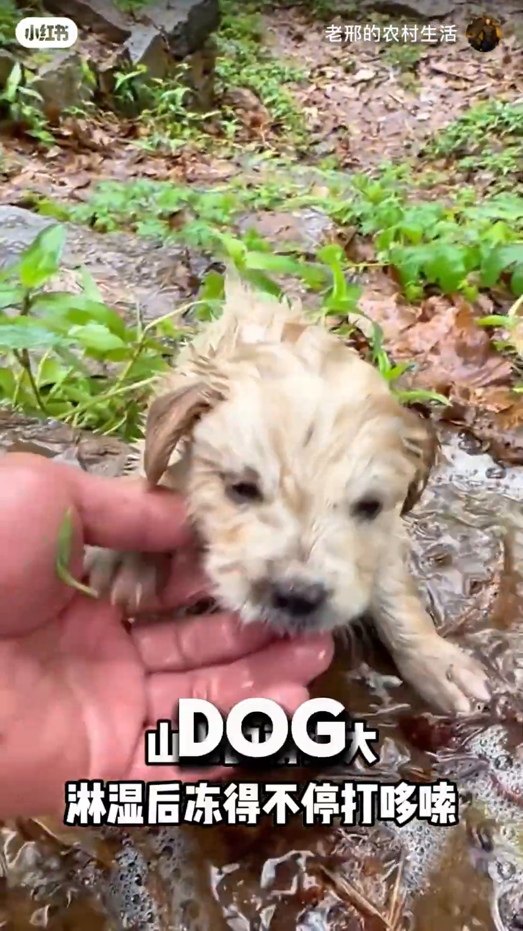 A man is holding a small, wet puppy in his arms, looking concerned.