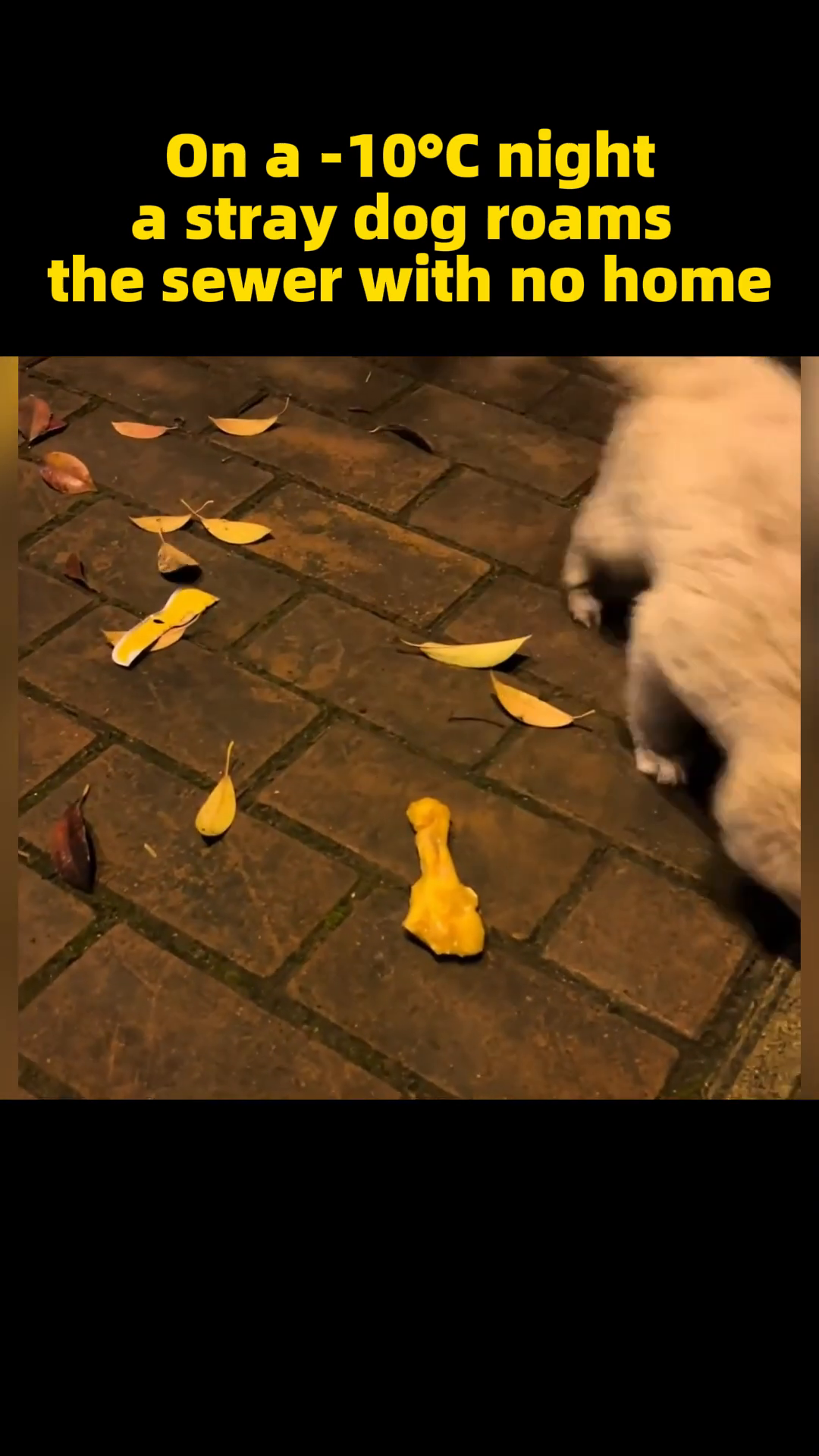 A person's hand holds out a piece of food, and the puppy eagerly takes it, its mouth open.