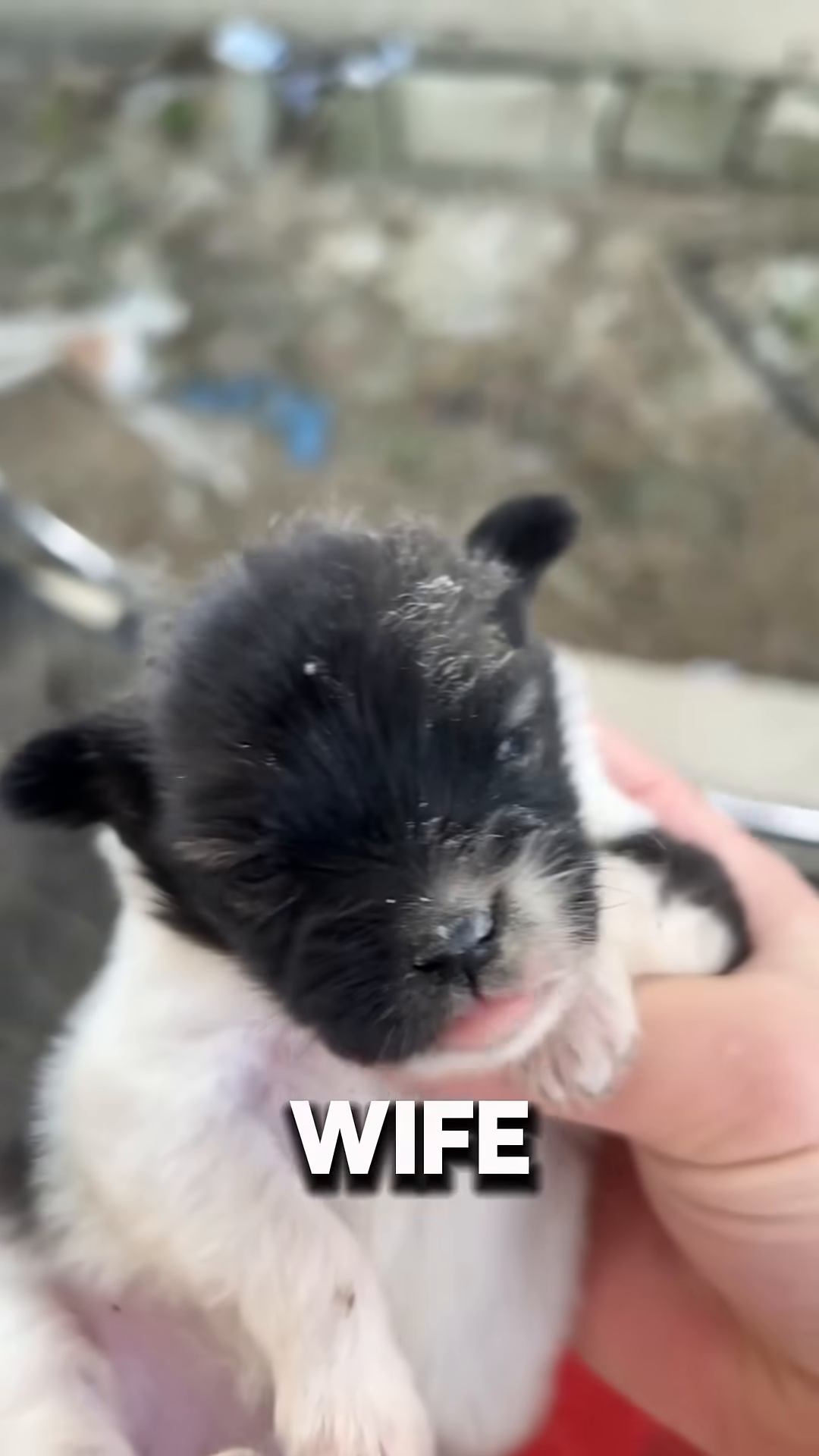 A close-up of the rescued puppy's face, looking a bit weary but alert.