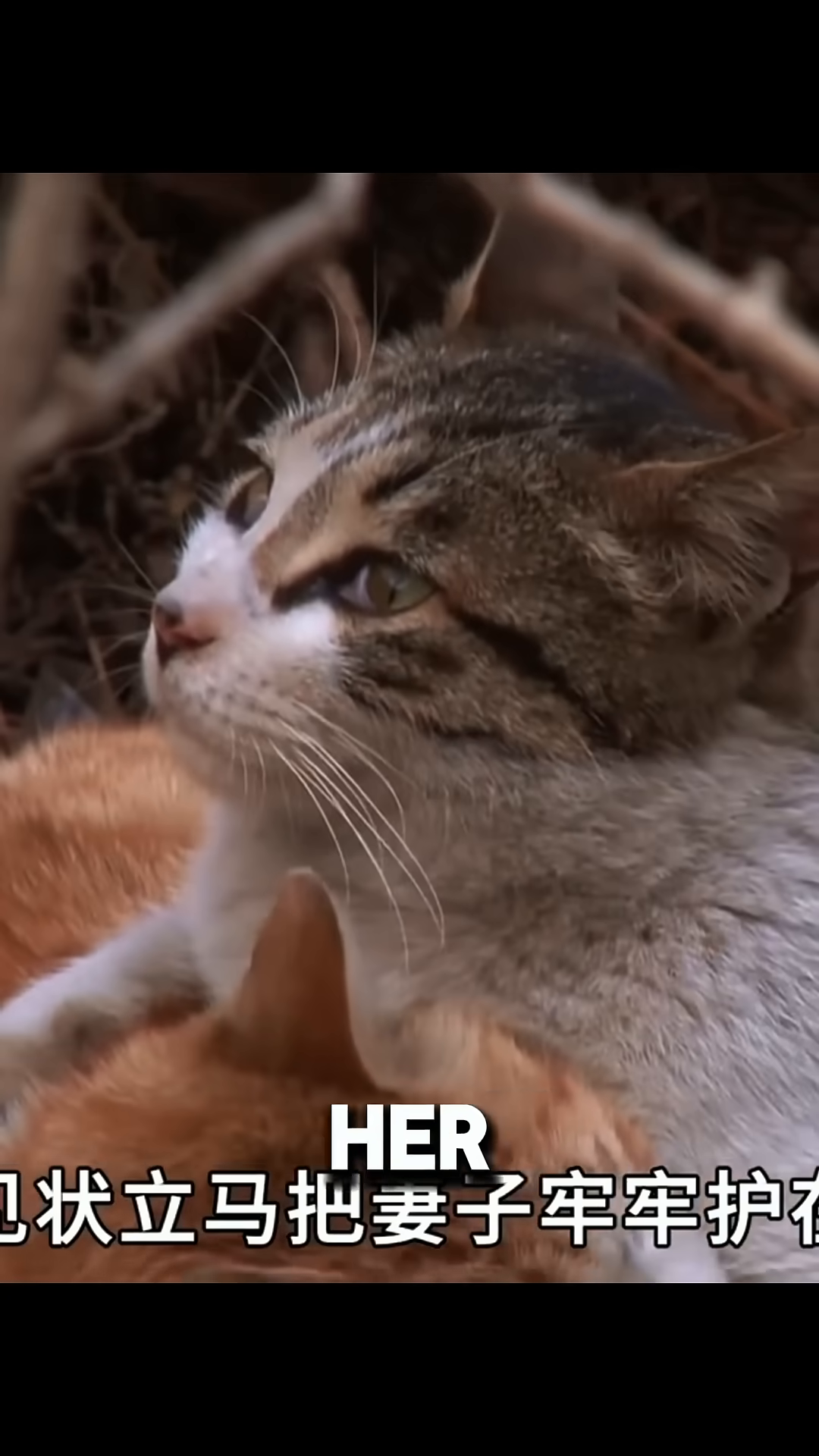 The male cat is positioned protectively over the female cat, looking alert.