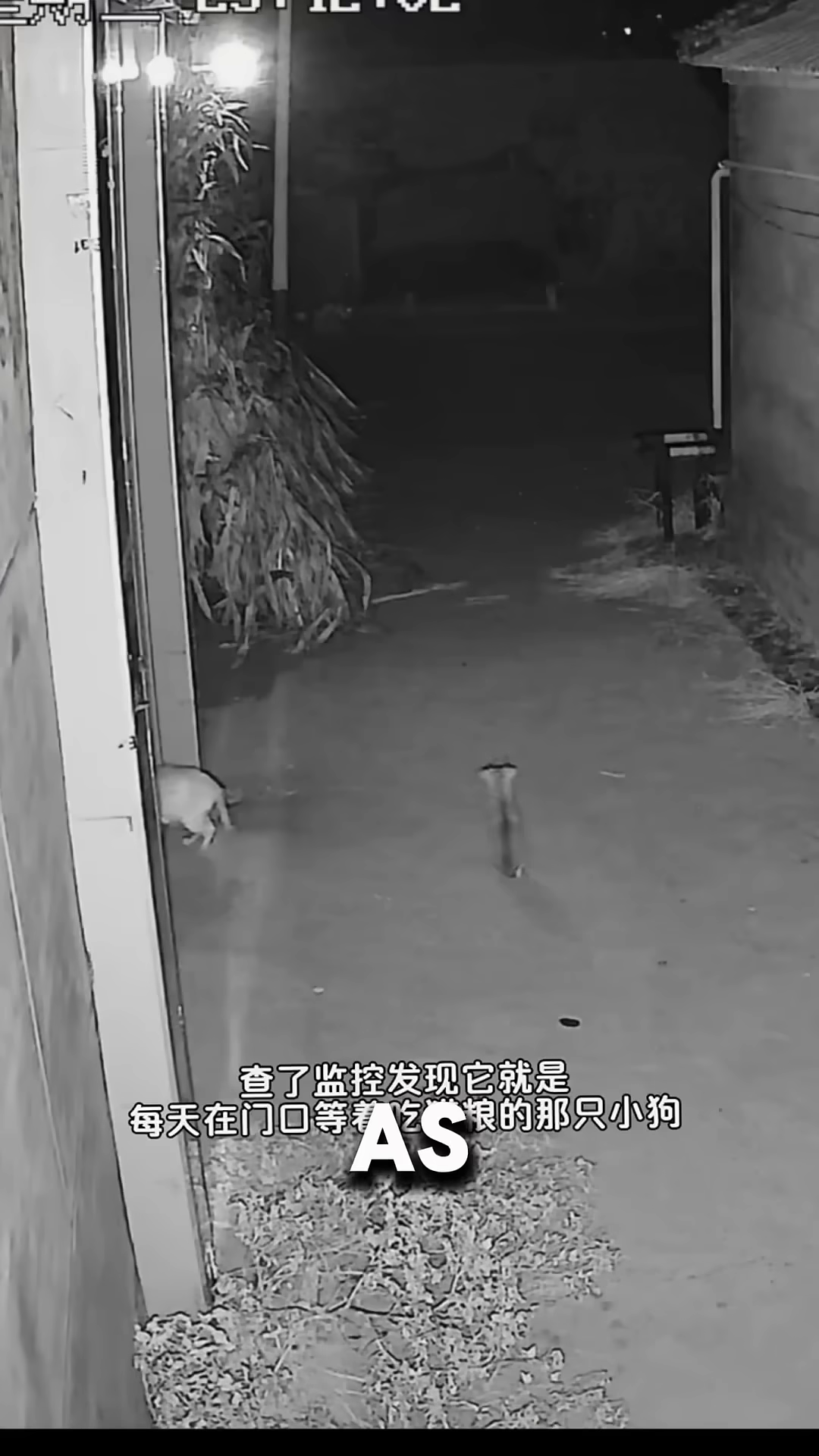 A dark, grainy footage shows a small dog cautiously approaching food scraps at night.