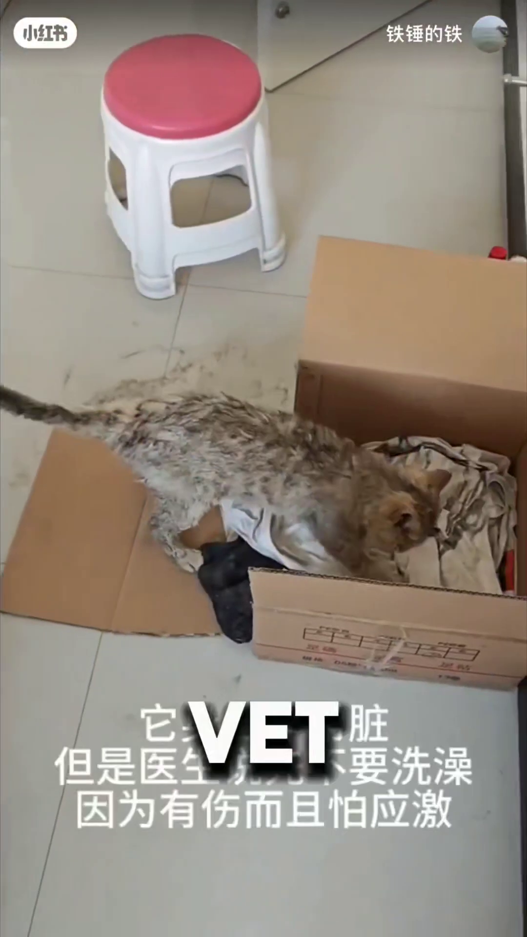 A wet, scruffy kitten sits on a medical pad, looking distressed, with a cone around its neck.