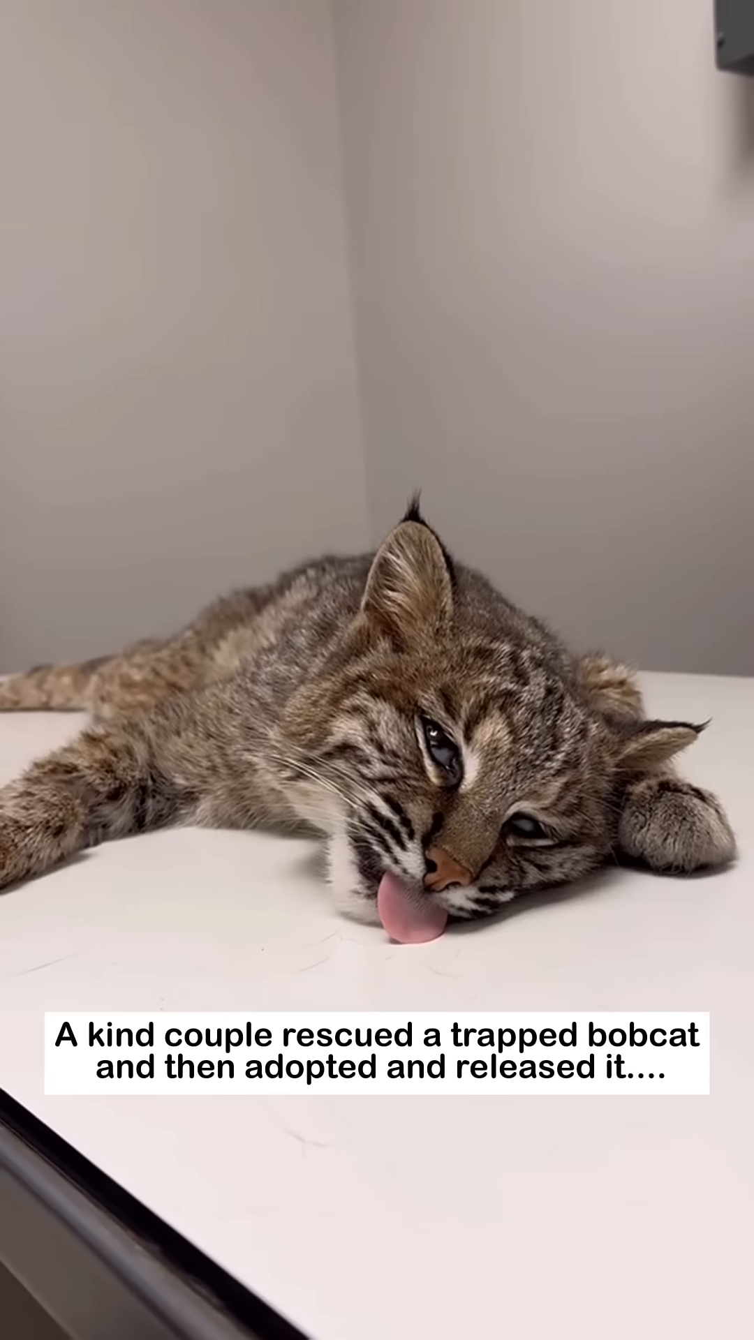 A bobcat is lying on a table while a veterinarian examines it.