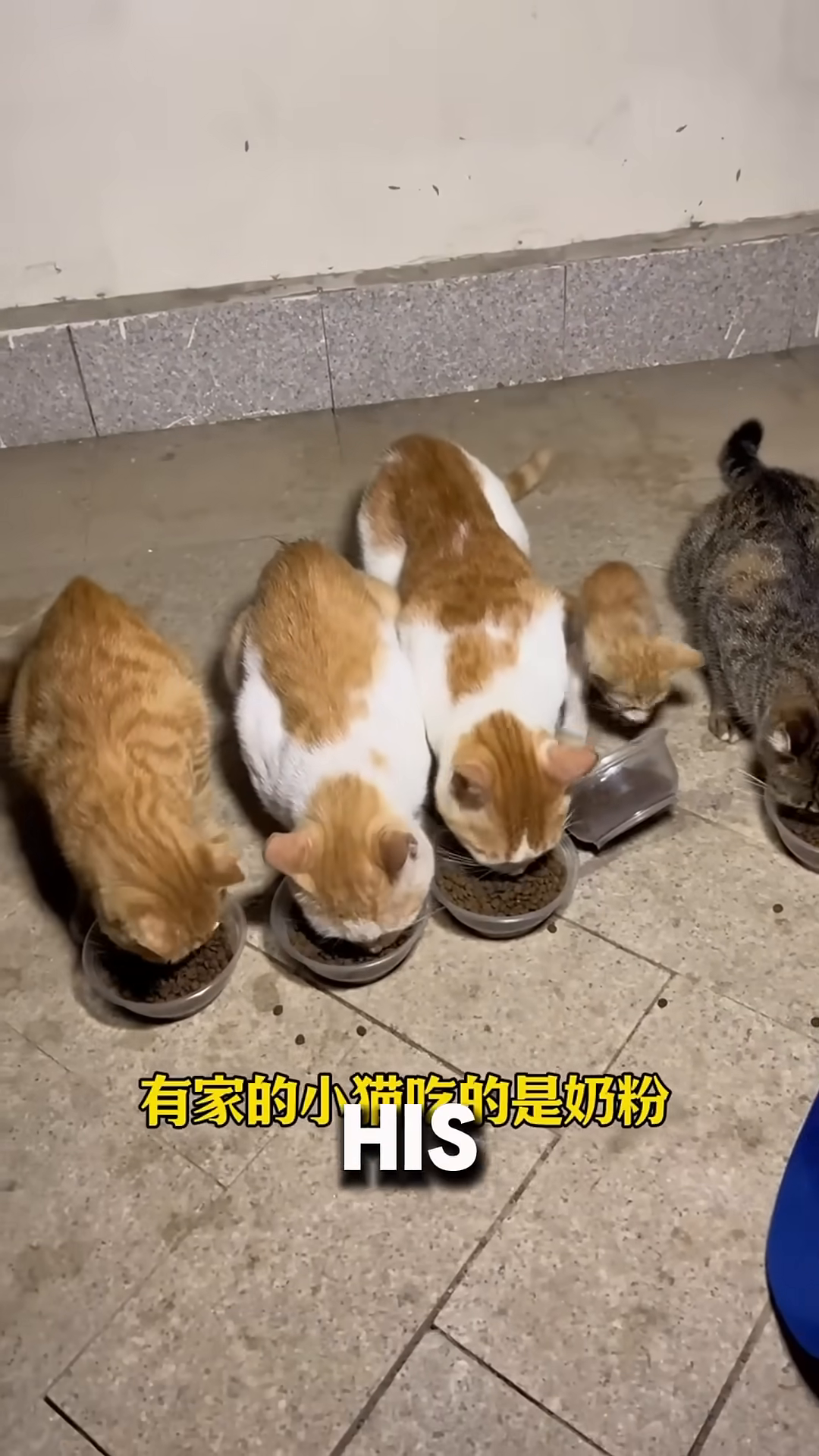 Several cats, including two large orange cats and a small ginger kitten, eating from separate bowls of kibble.