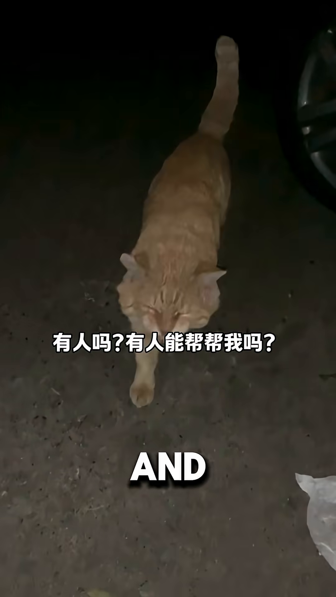 An orange cat walks away from the camera in the dark.