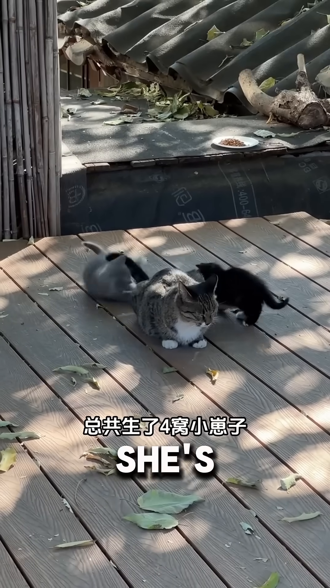 Two small kittens, one black and white and one tabby, are looking up curiously.