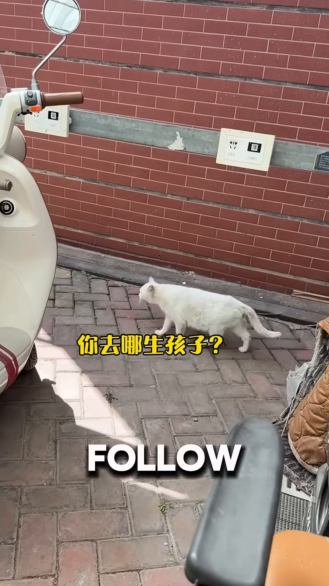 The white cat is walking away from the camera, looking back as if to guide someone.