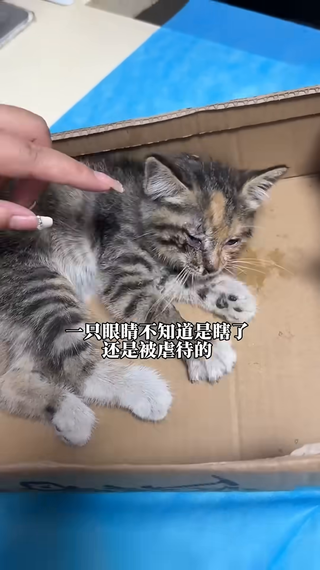 A veterinarian looks concerned while examining the kitten.