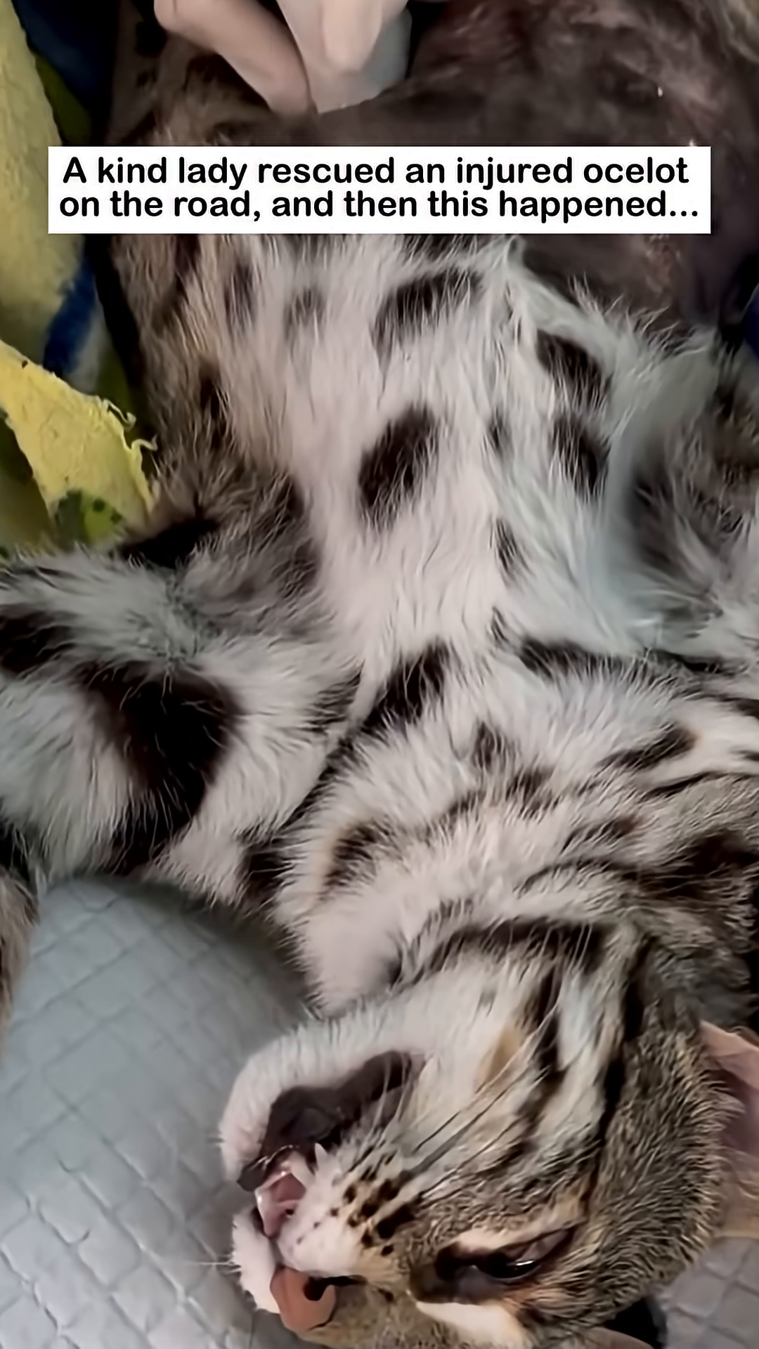 A person's gloved hand gently tending to the ocelot during treatment.