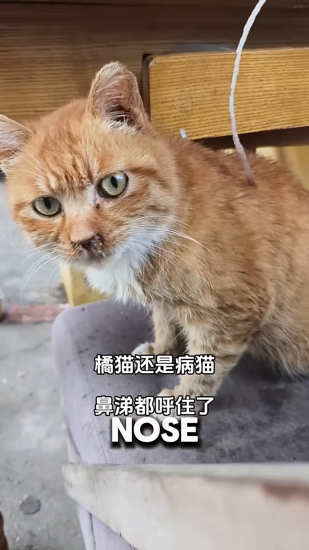 A close-up of the orange cat's face, showing a runny nose and the woman administering medicine with a dropper.