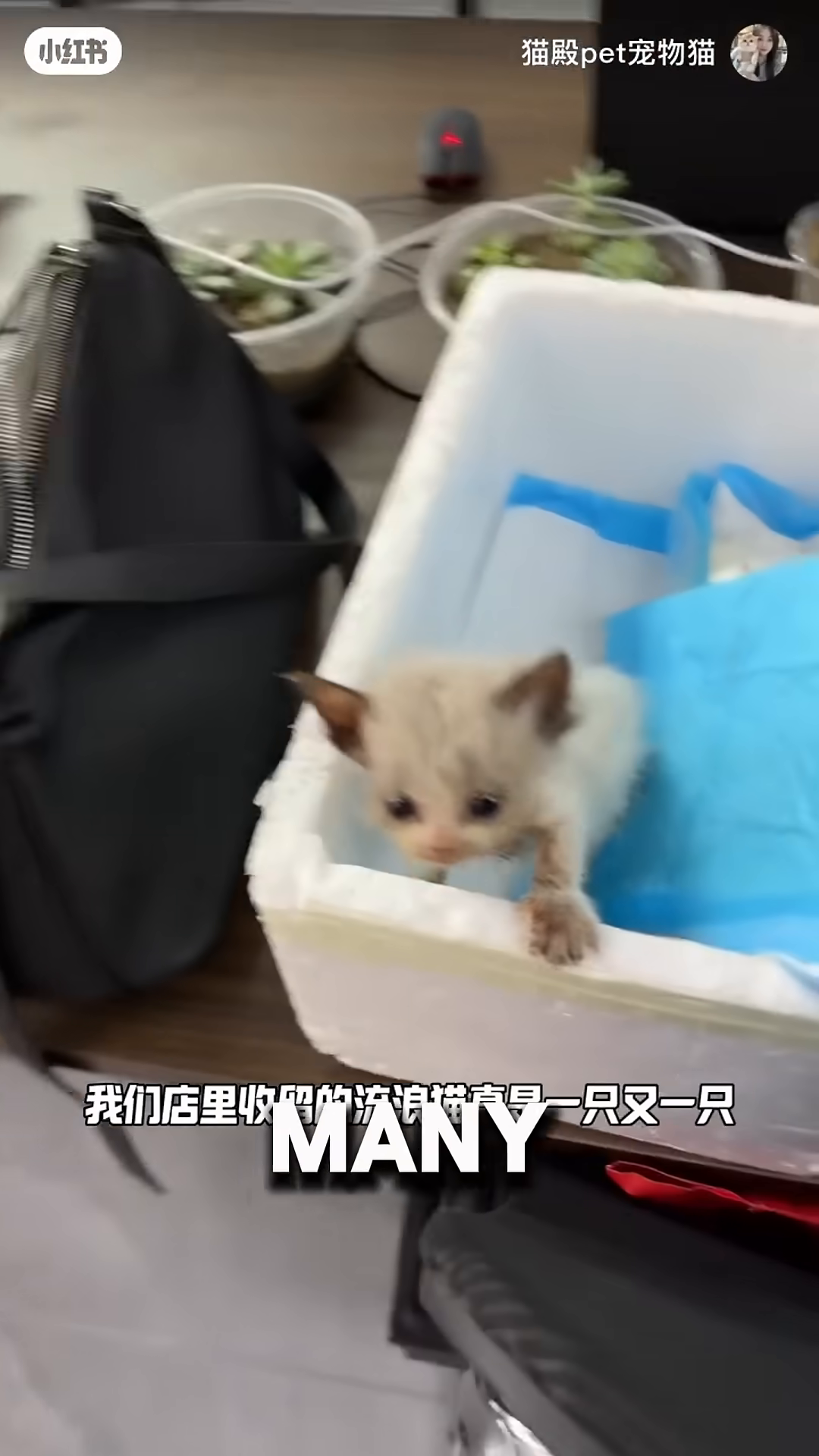 Two small, wet kittens with tabby markings in a green litter box inside a cage.
