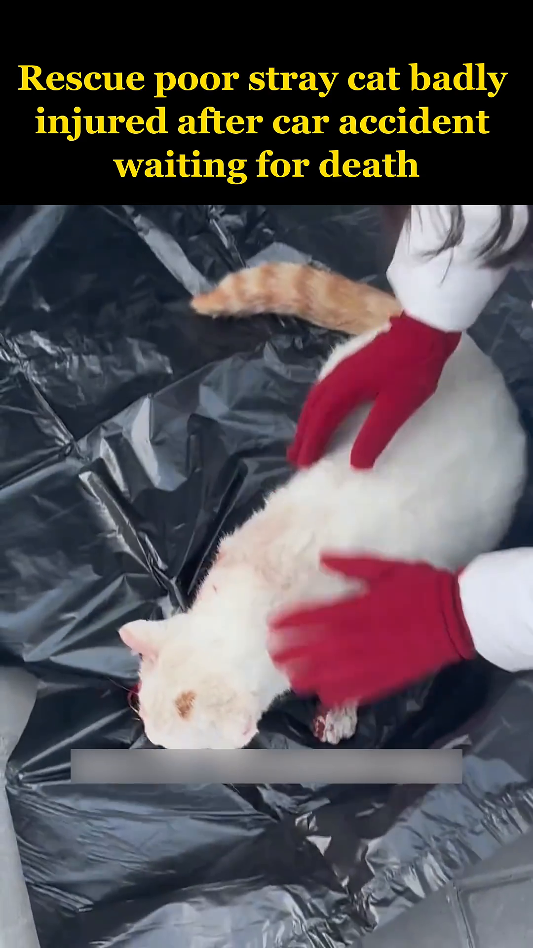 An injured white cat is carefully placed into a black bag.