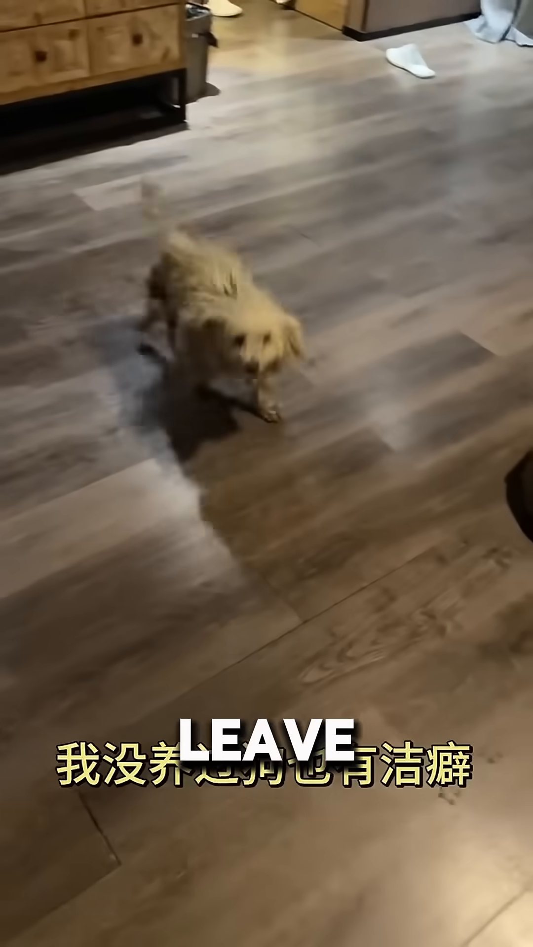 A small, fluffy white dog walks across a wooden floor inside a room.
