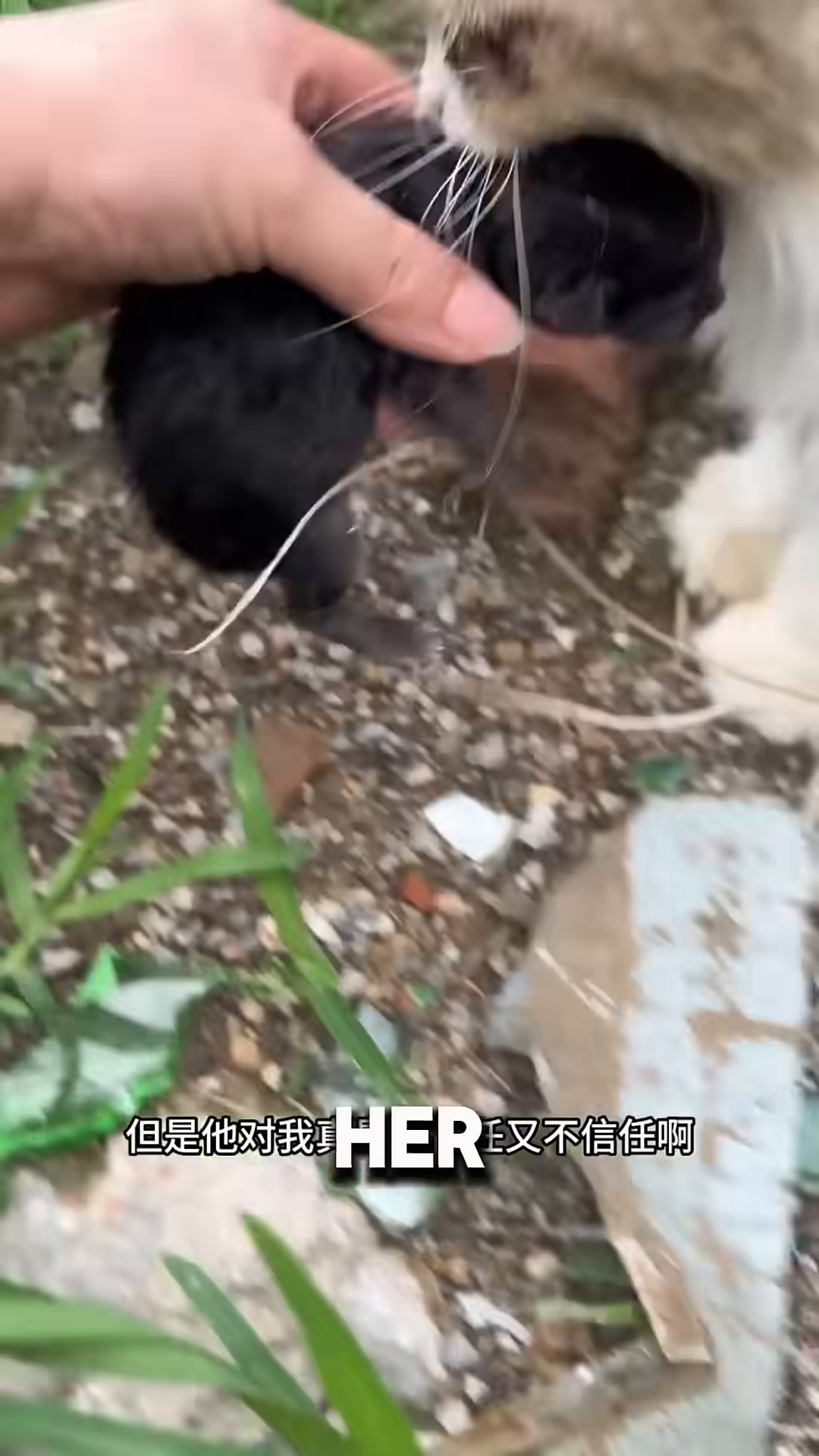 A mother cat walking with a kitten in her mouth towards a house.