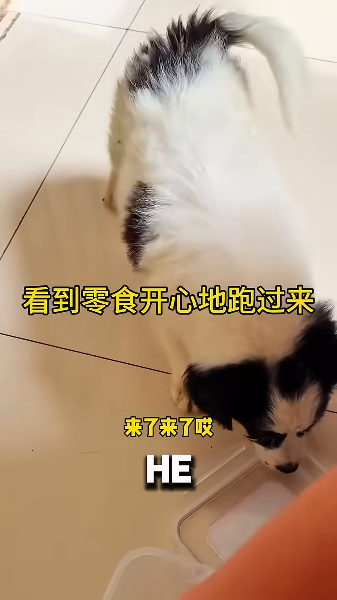 The puppy happily takes food from the woman's hand.