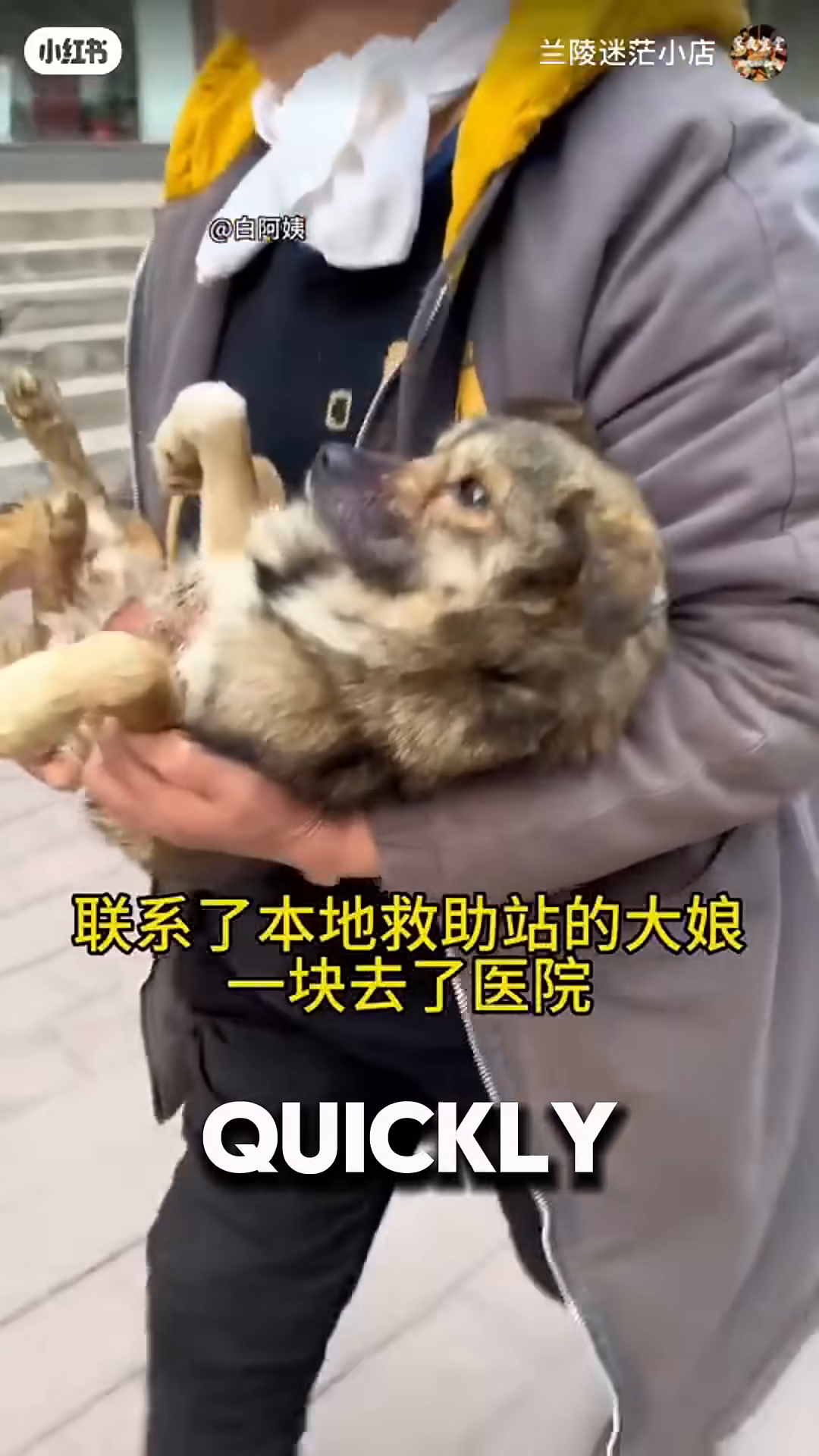A person carries the injured dog towards the animal hospital.