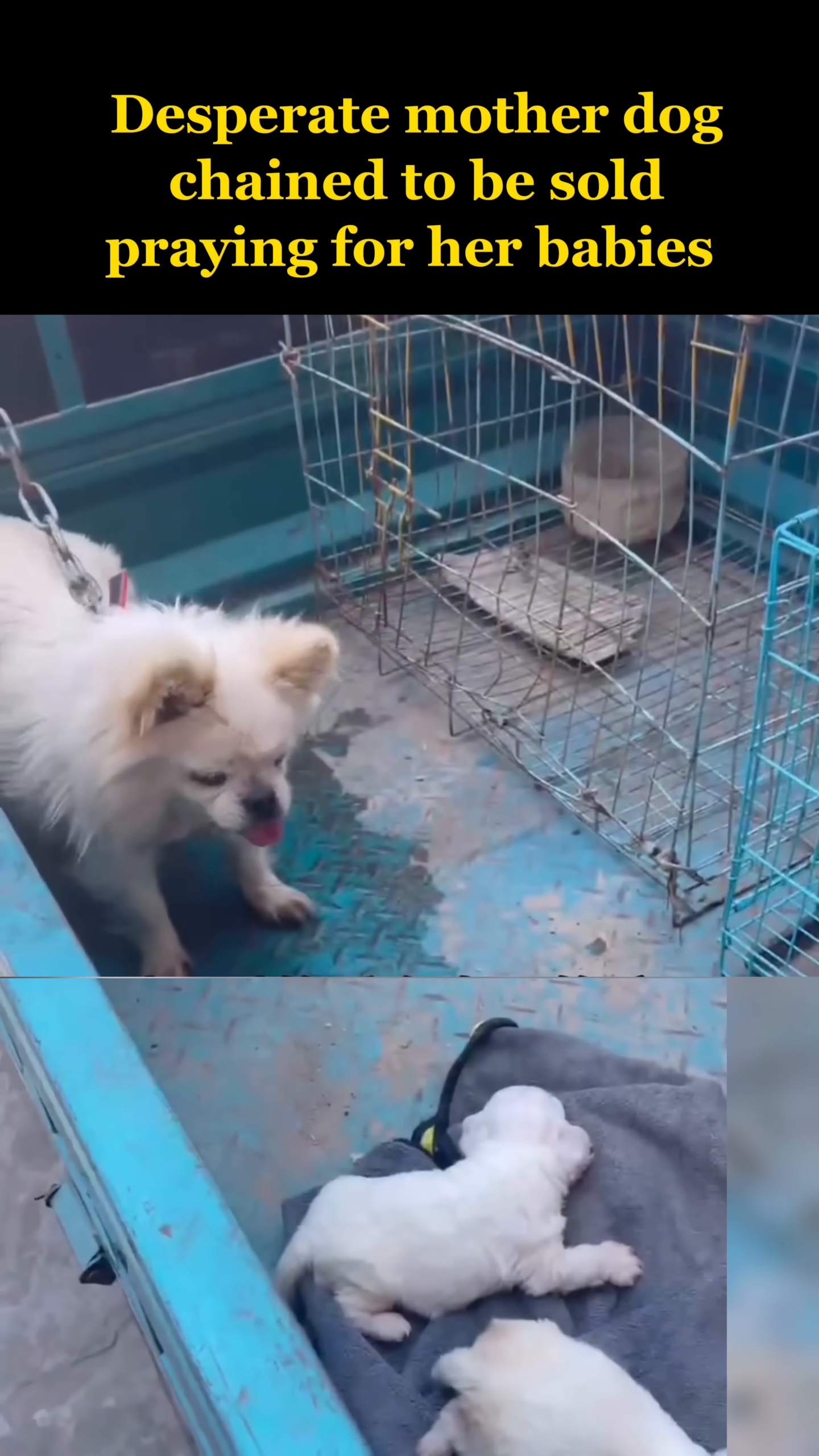 A close-up of the mother dog looking distressed, with her puppies visible in the background.