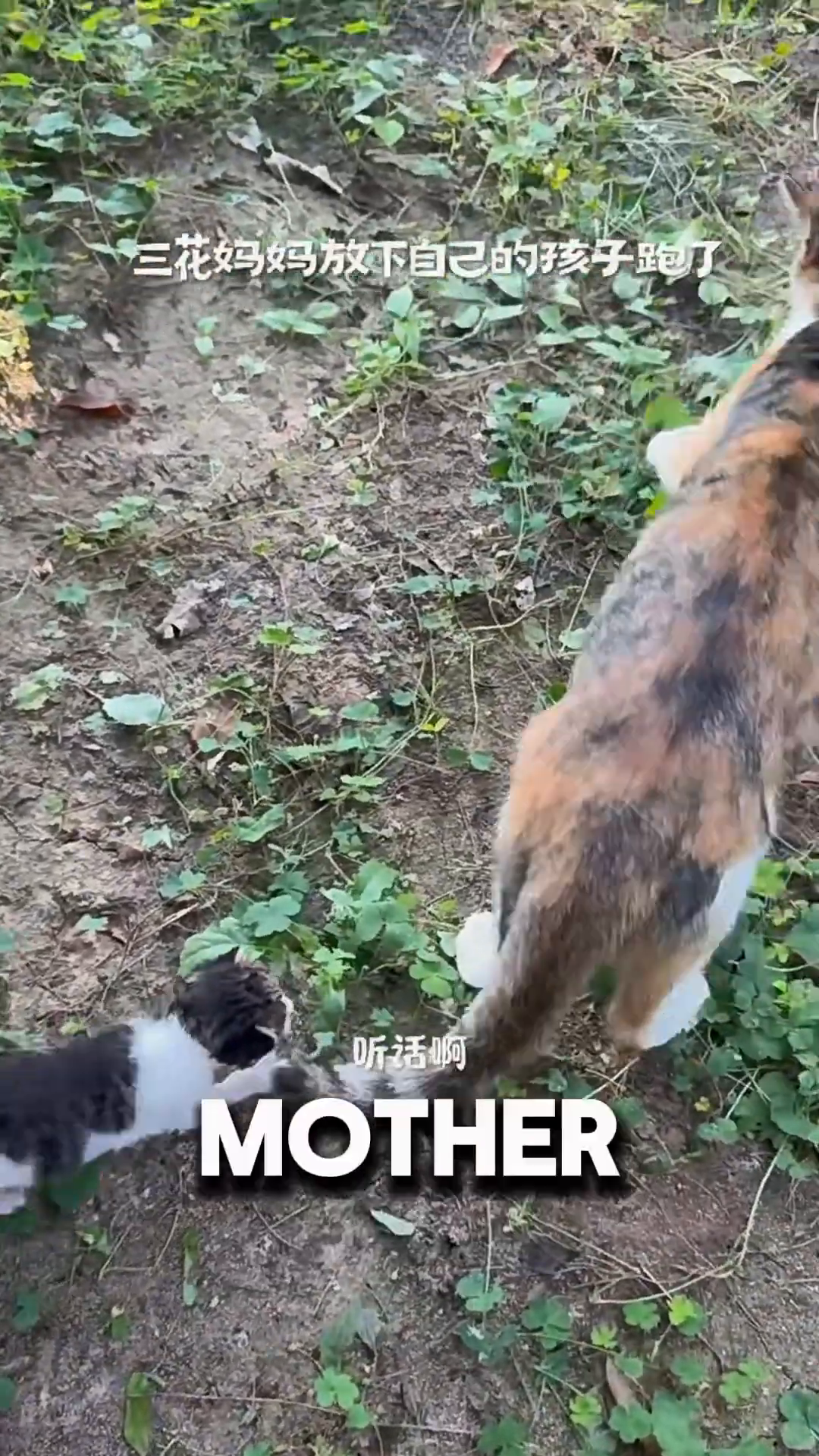 The mother cat walks away into the grass, leaving her kitten behind.