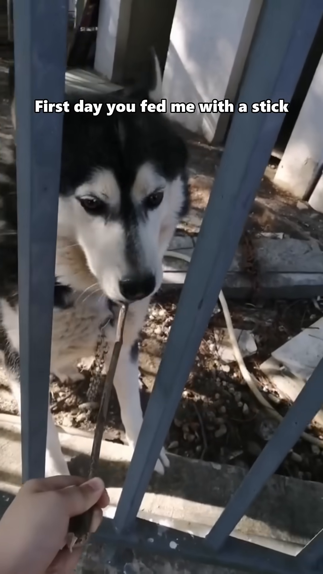 A husky gently takes food from a hand, its eyes showing trust.