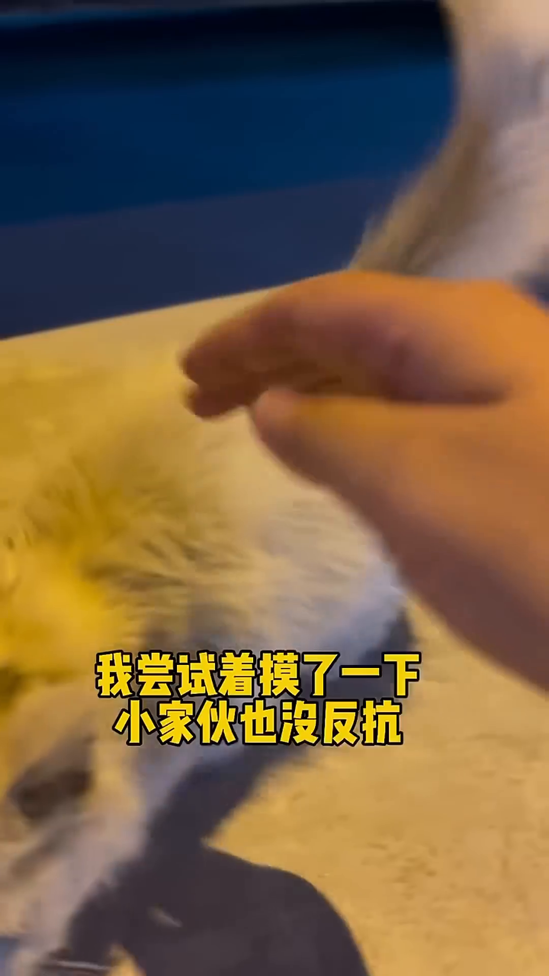 A woman's hand gently pets a small kitten nestled near a car.
