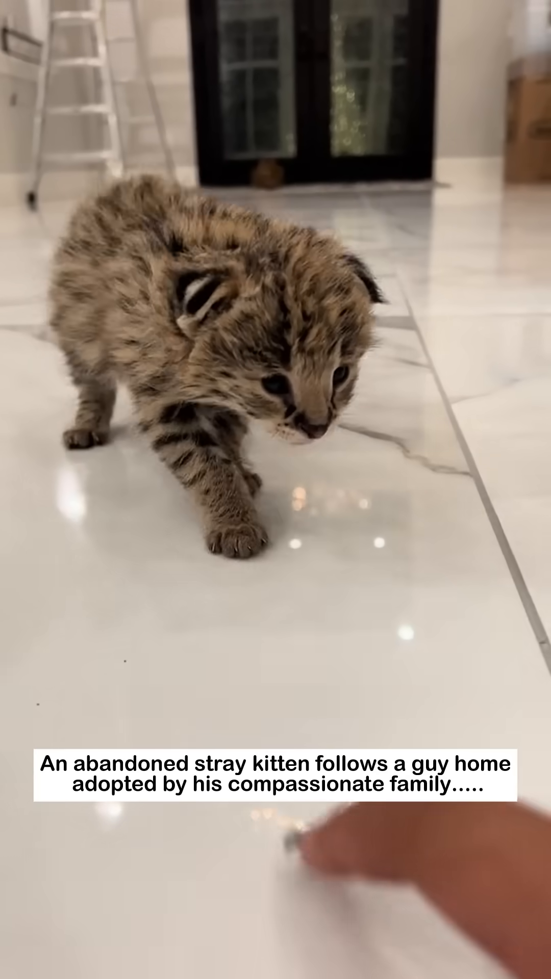 A person's hands cradle the small kitten, lifting it gently.