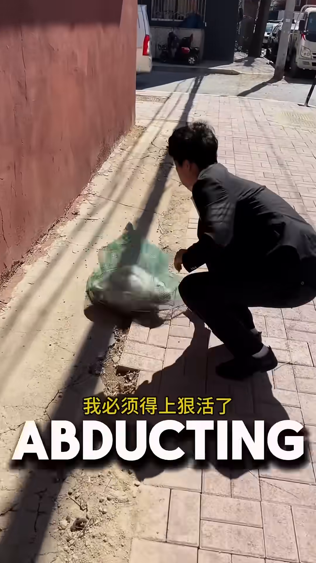 A net is used to carefully capture the white cat, who is being placed into a carrier.