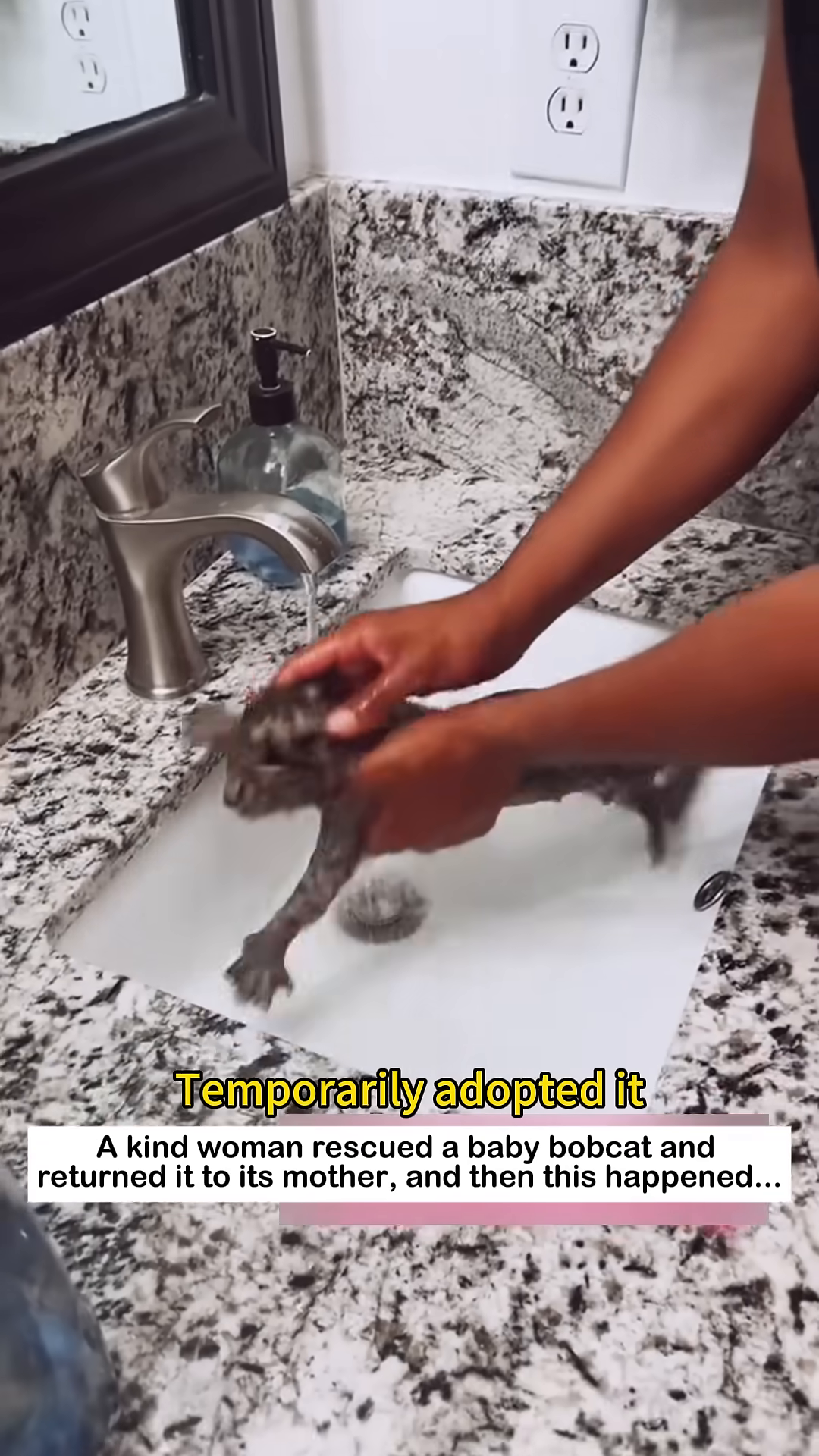 A woman feeds the baby bobcat from a small bottle, the kitten looking content.