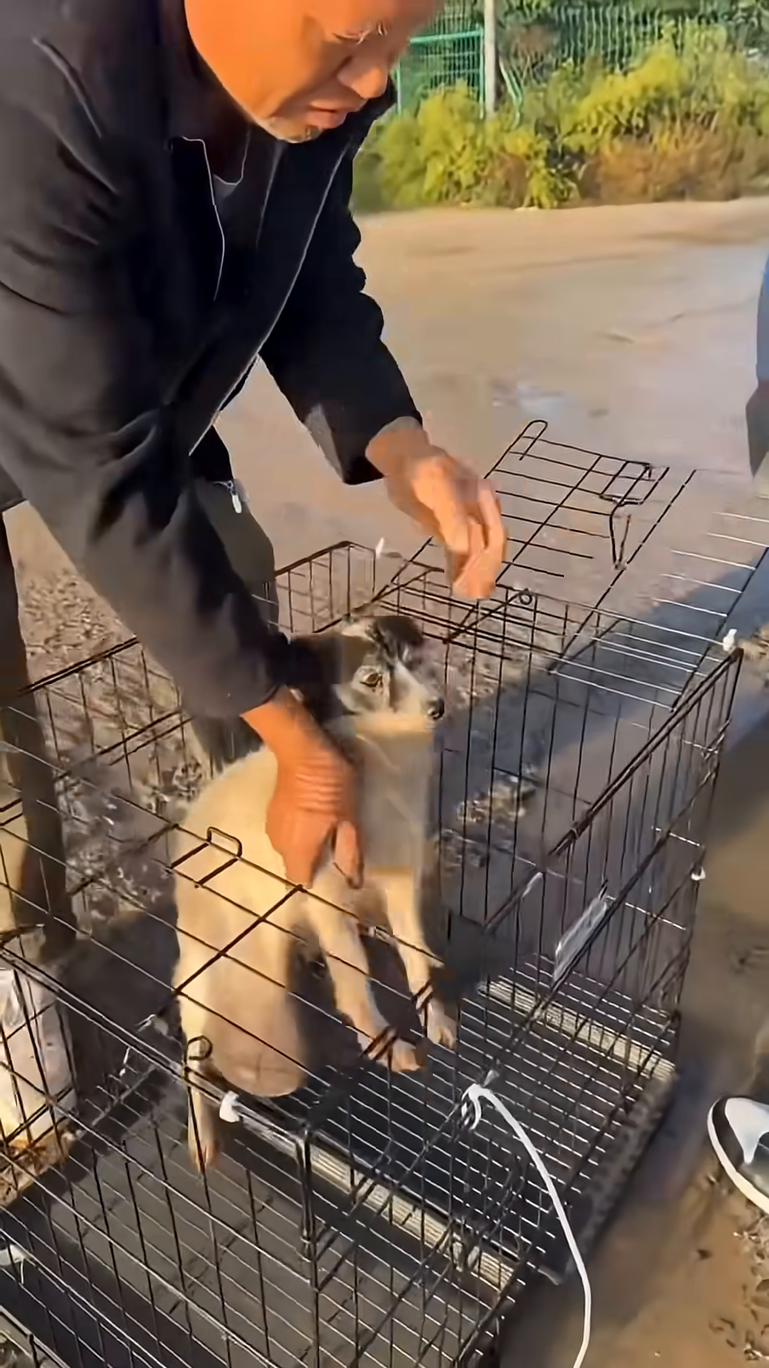 The dog huddled in a cage, looking out with wide, fearful eyes.