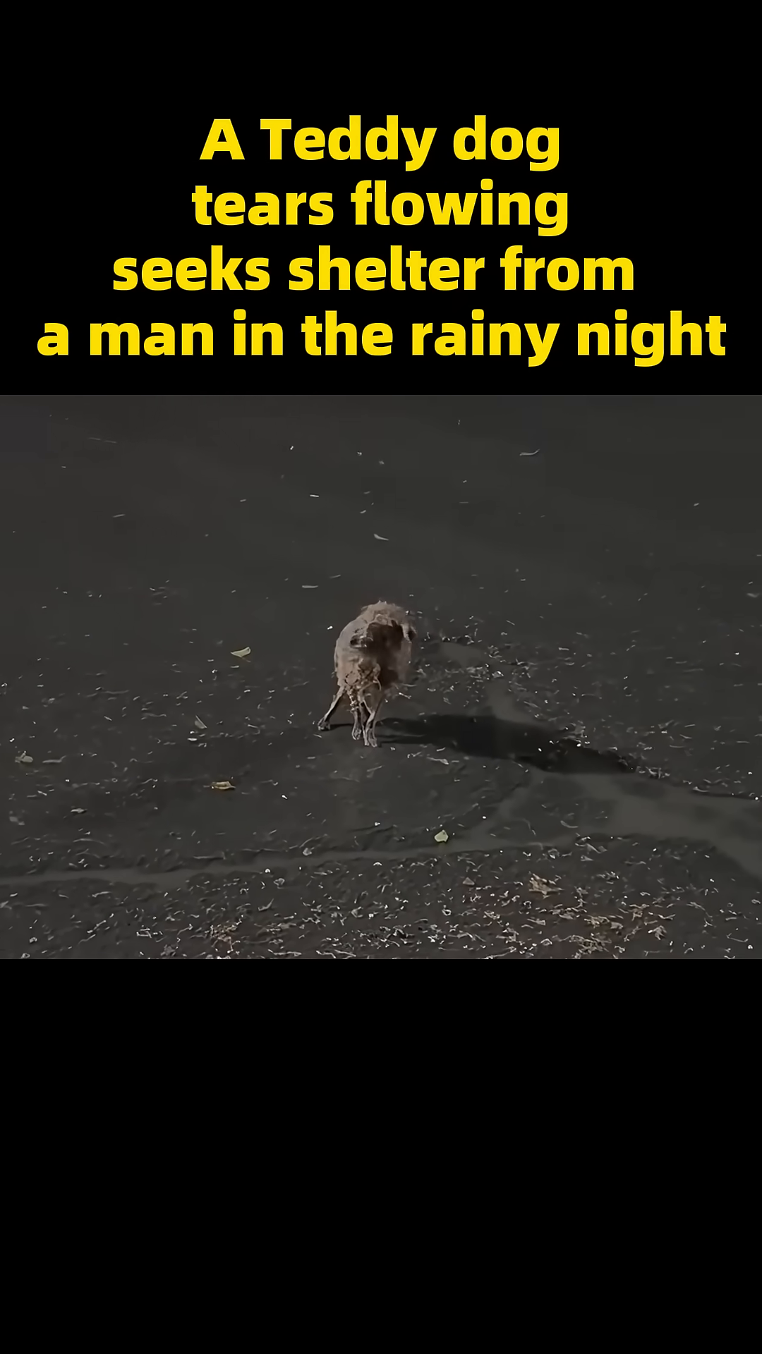 A man slowly approaches the shivering dog, extending a hand gently.