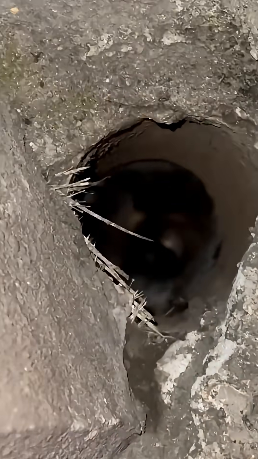 An illustration shows a cat stuck upside down in a pipe.