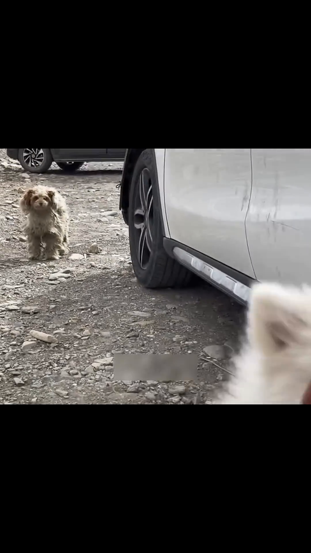 A hand gently reaching out to touch the stray dog's head.