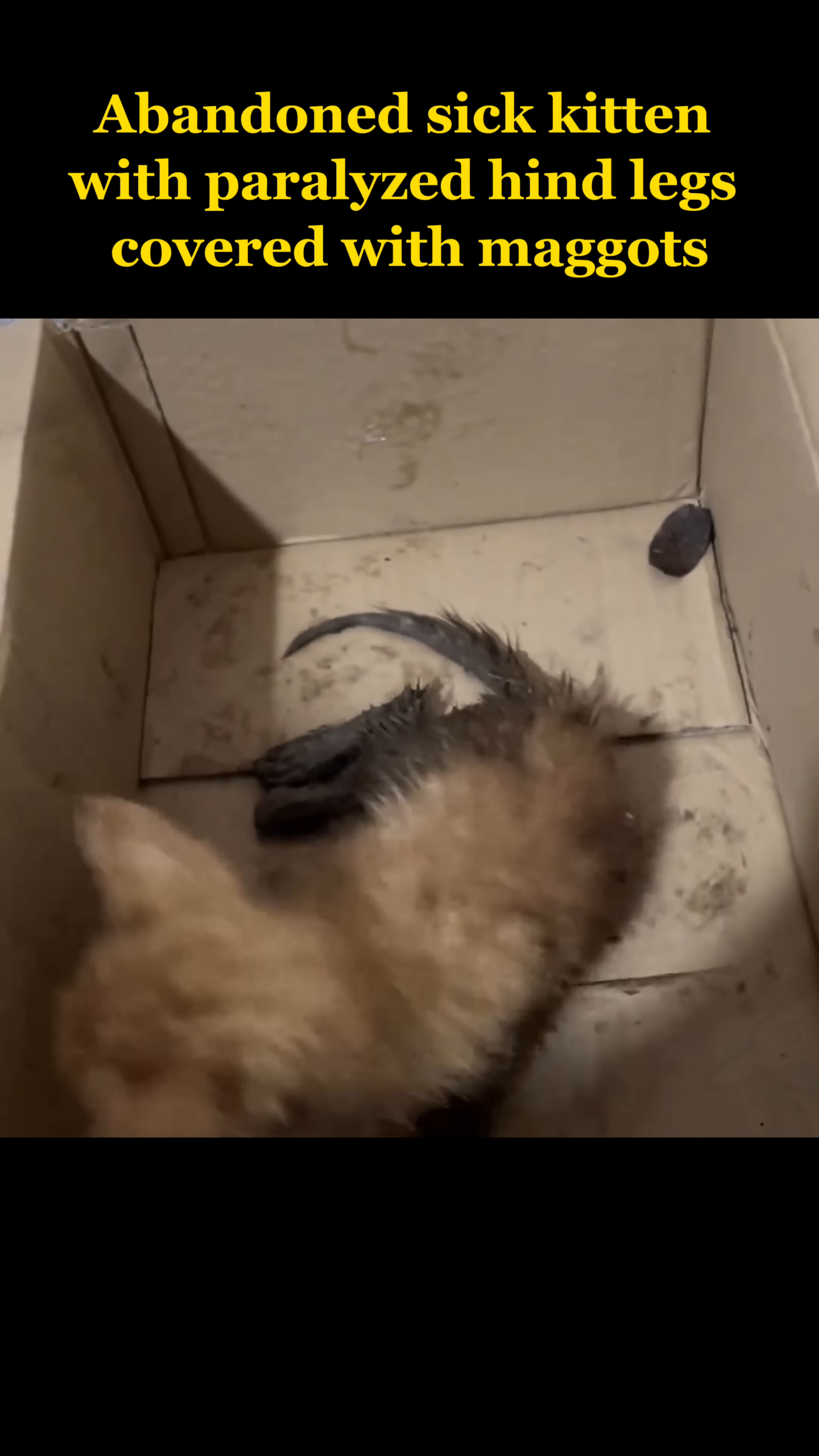 A rescuer gently places the kitten into a cardboard box.