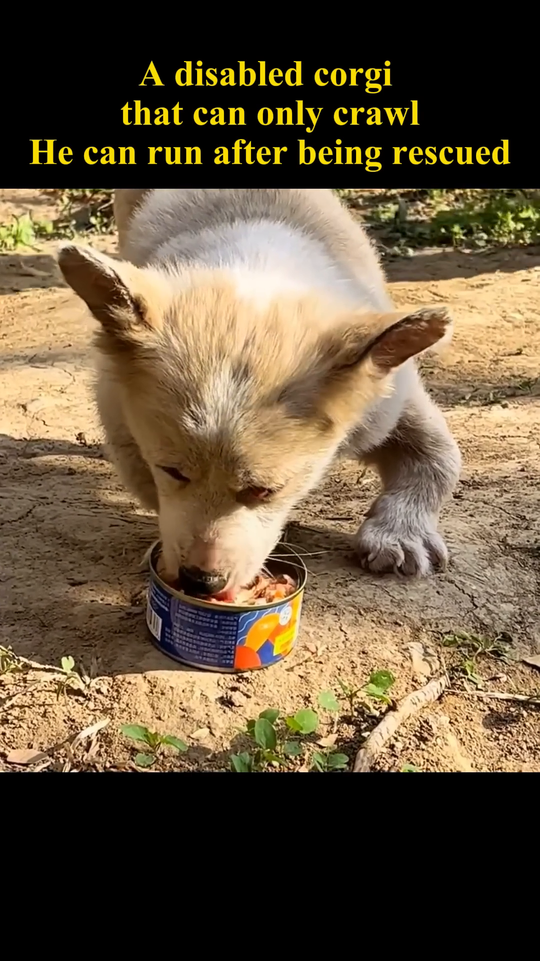 A corgi eagerly eats from a can of dog food, its focus entirely on the meal.