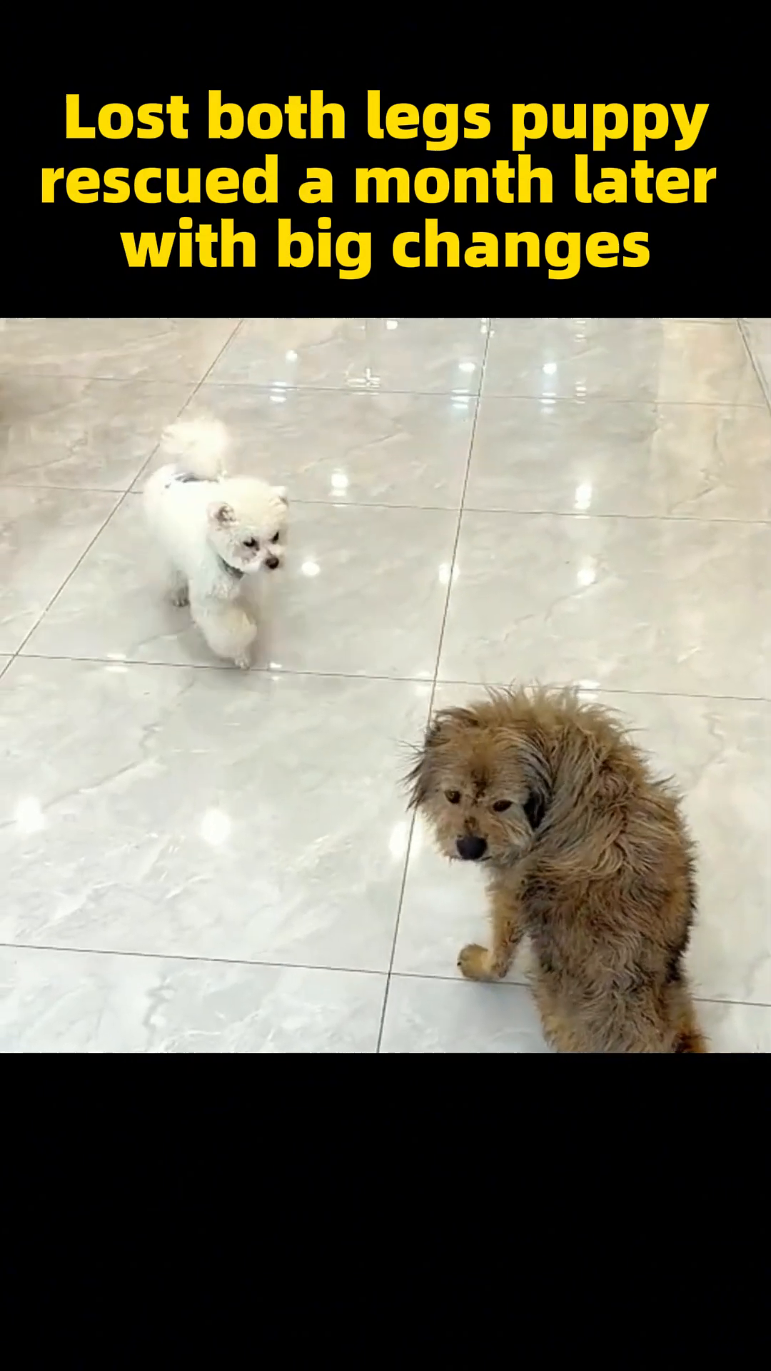 The puppy sitting up, looking healthier and more alert.